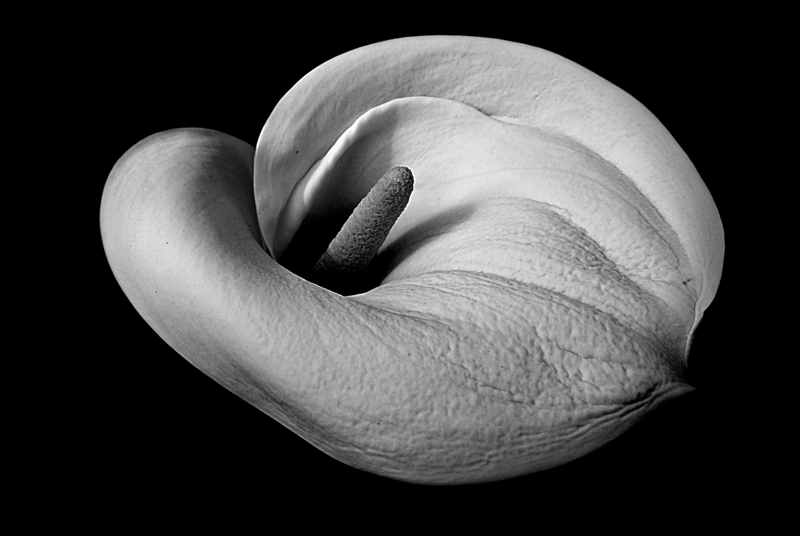 Il fiore bianco-nero