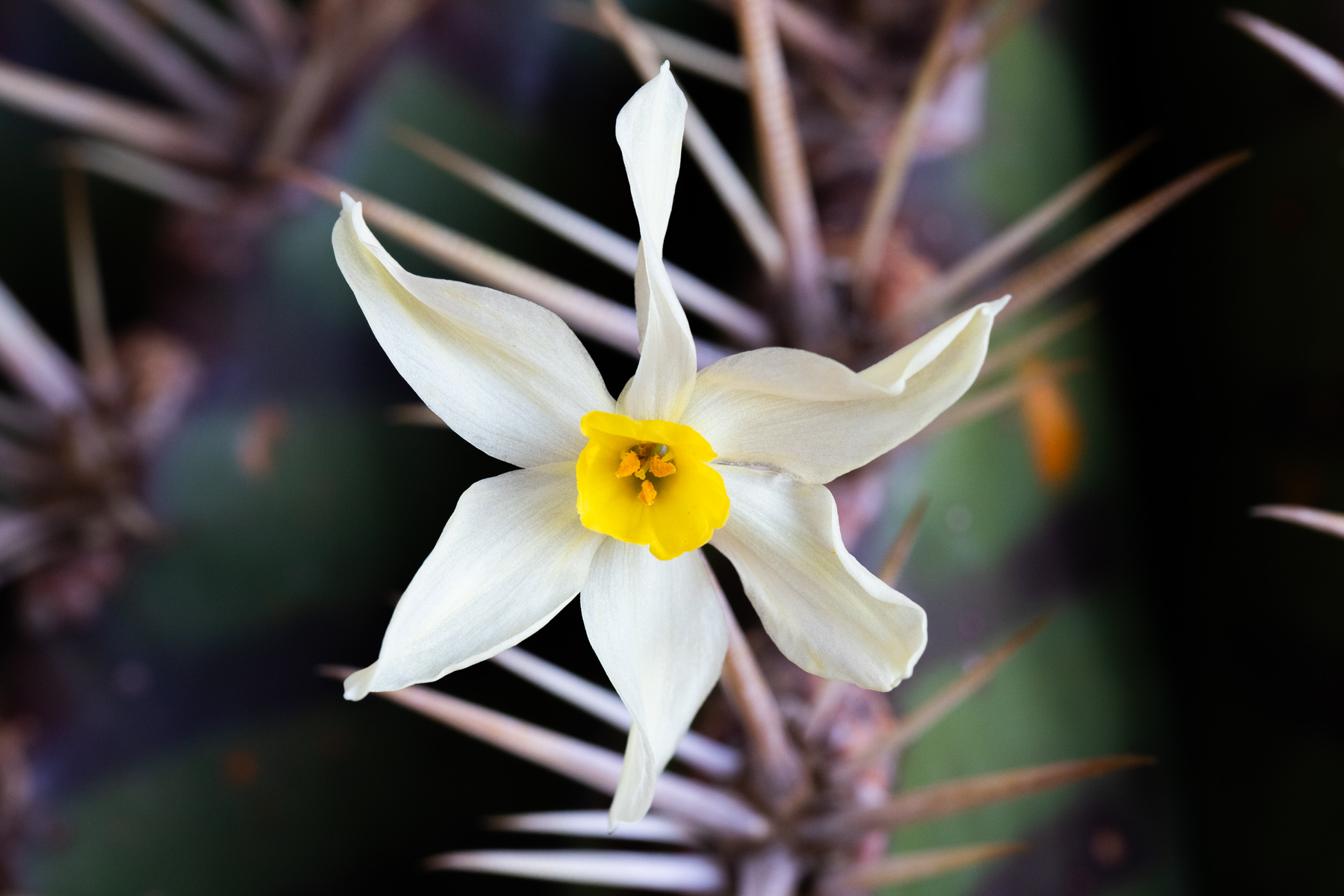 Bellezza dalle spine