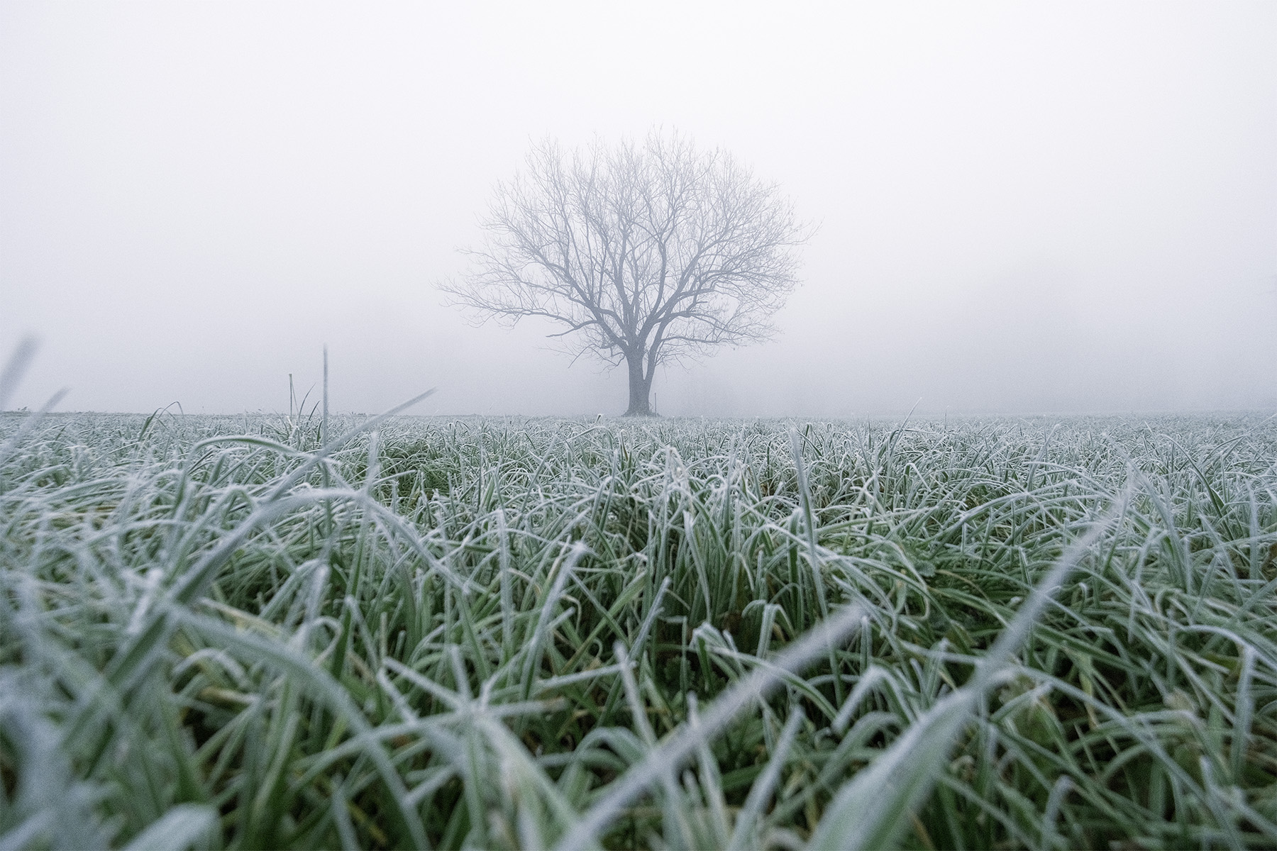 Alberello nella nebbia
