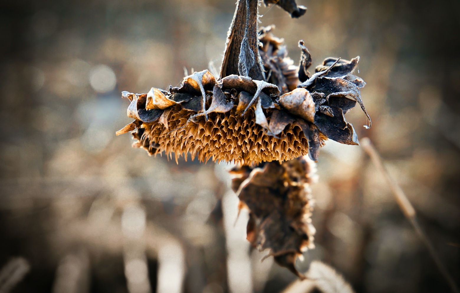 La morte del girasole