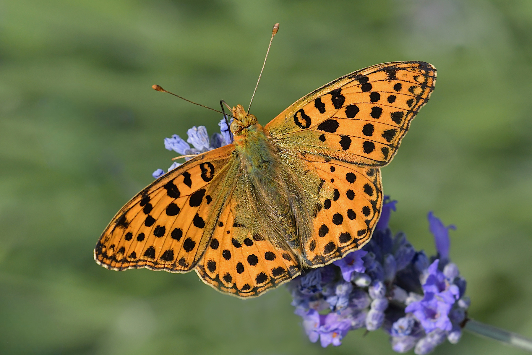 Issoria lathonia in alimentazione