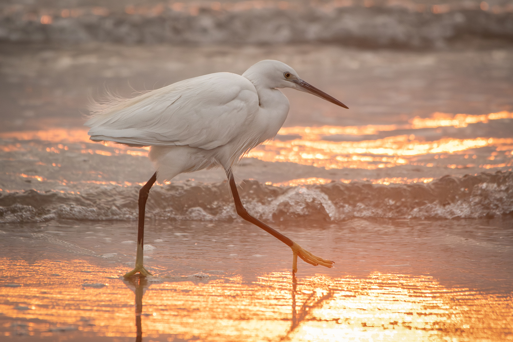 TorreFlavia_Naturalistica_Gen26_6