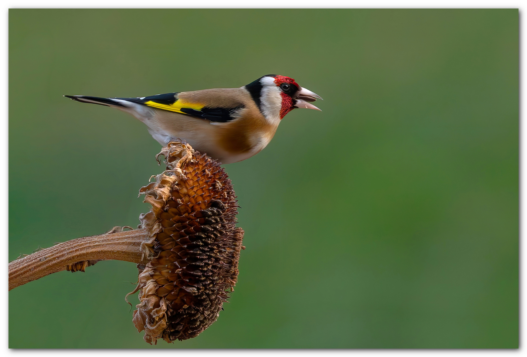 Ultimo girasole della giornata