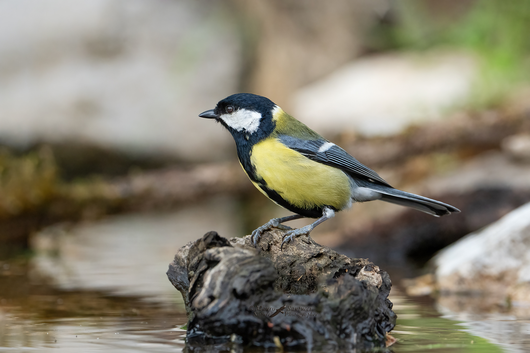 Cinciallegra_DSC08716