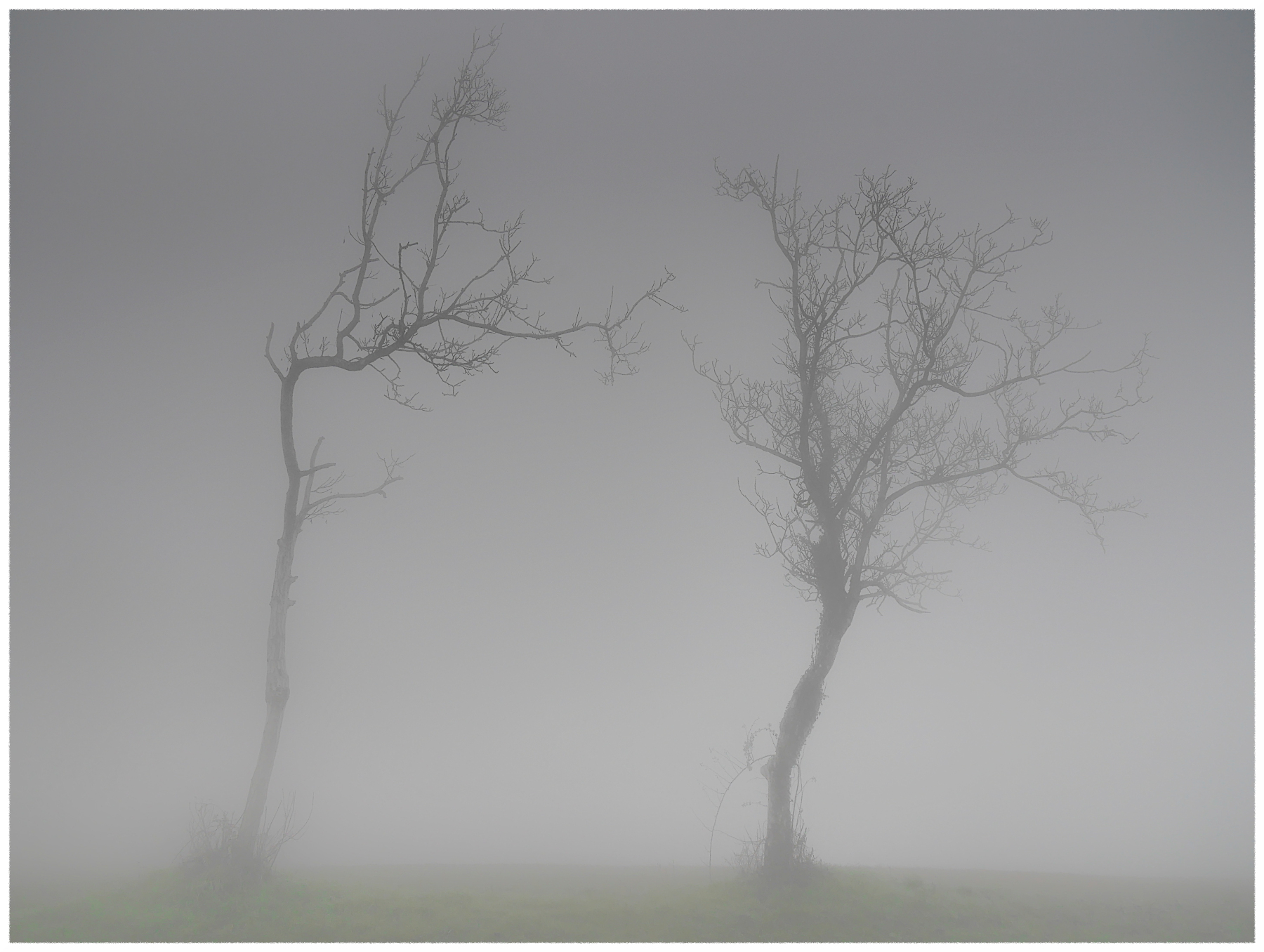 fratelli spogli nella nebbia