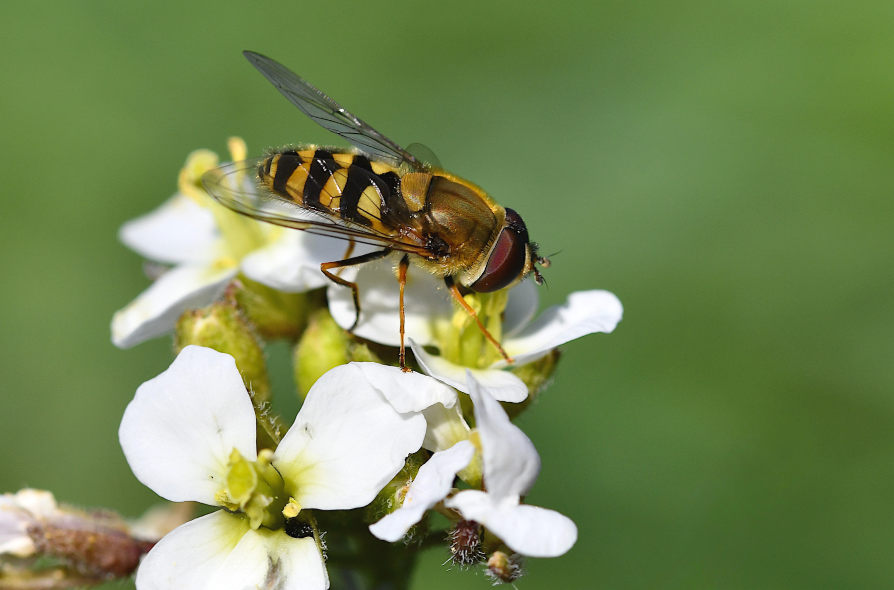 Sirfide su fiore bianco