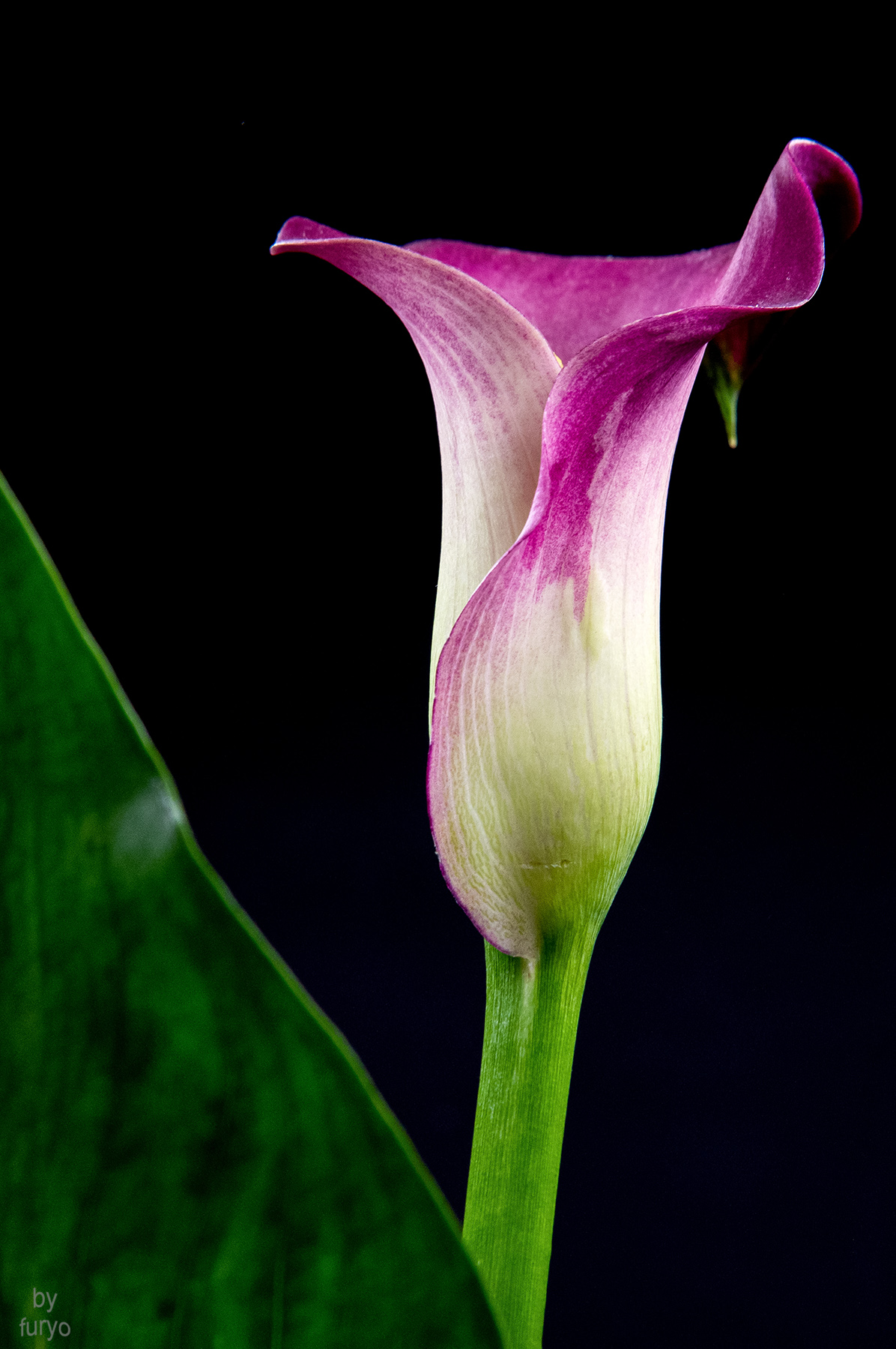 calla