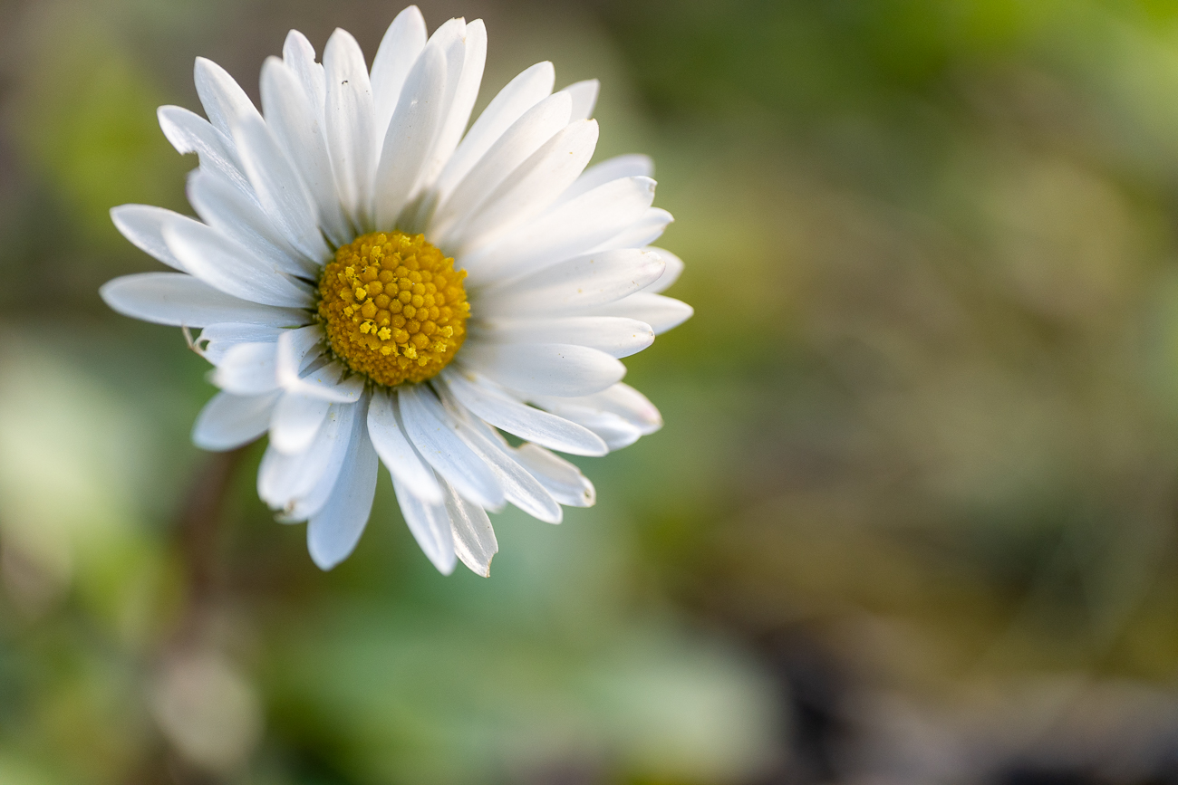 semplicemente primavera