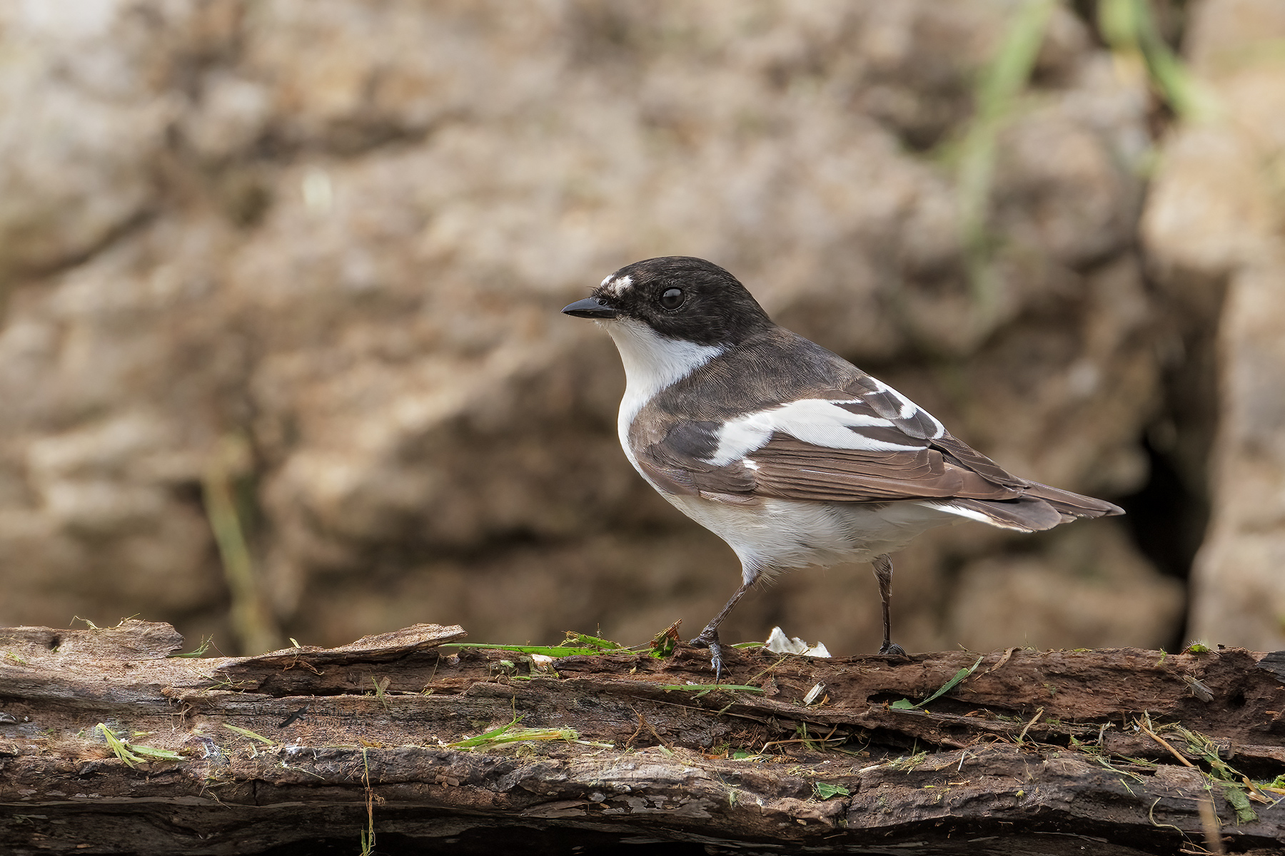 Balia-nera-maschio_DSC00078