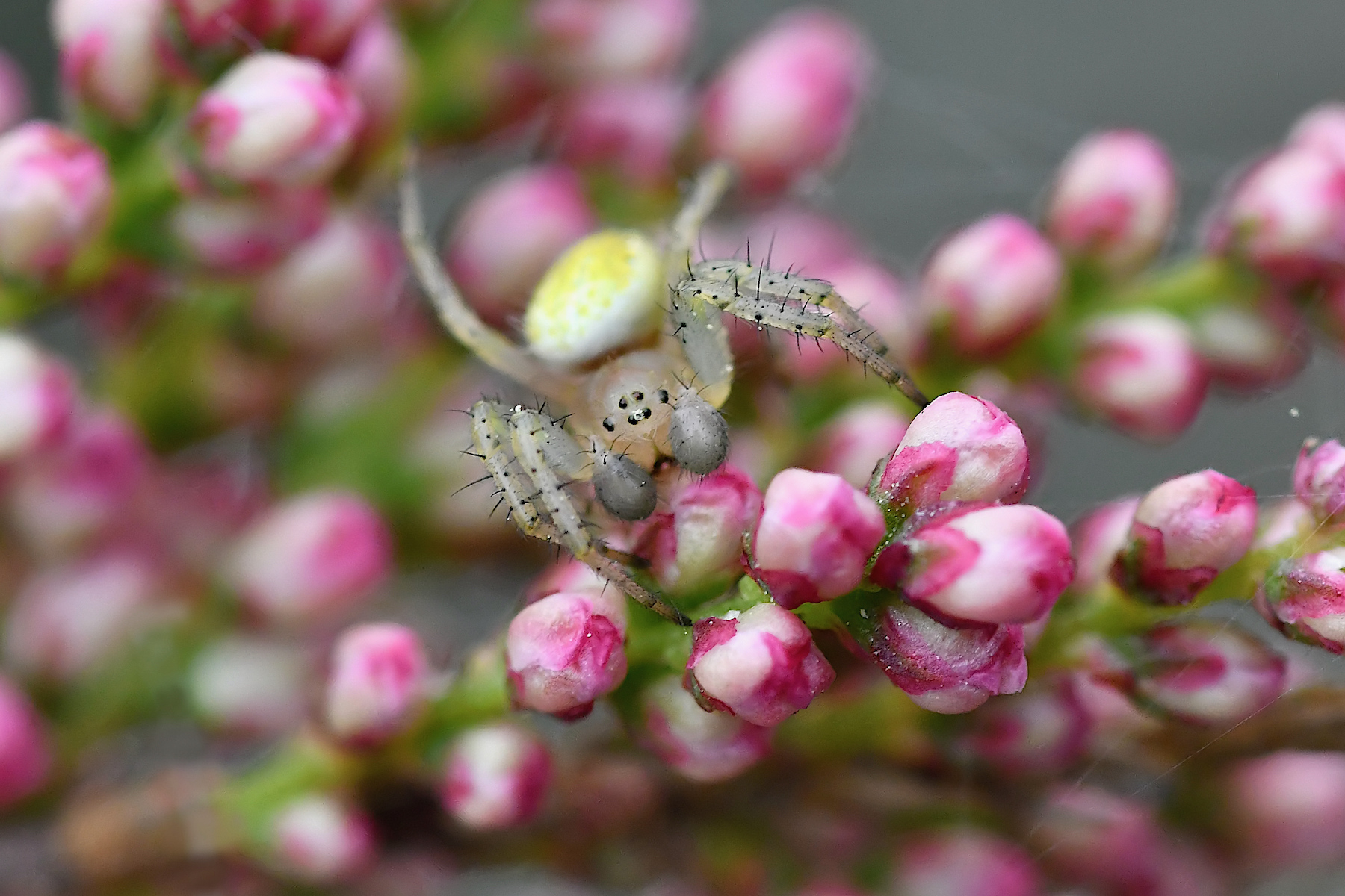 Piccolo ragno saltatore