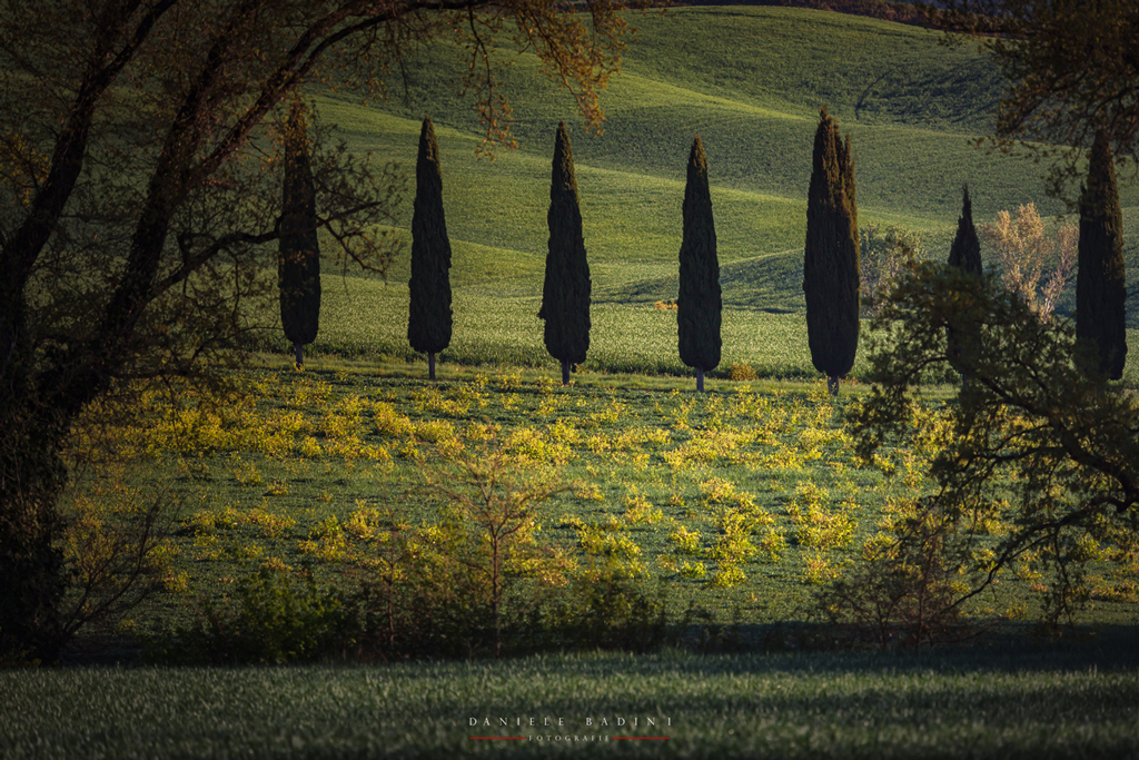 cipressi
