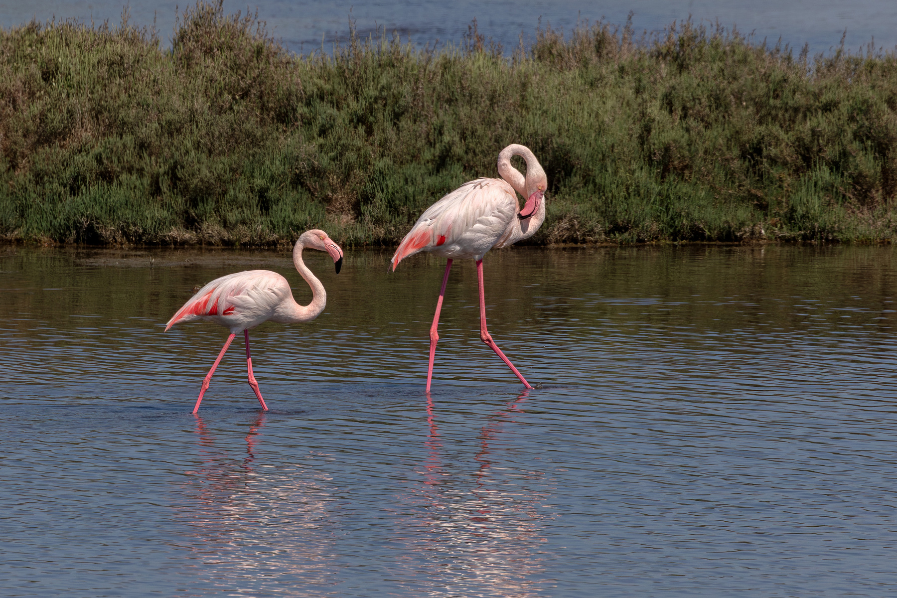 Fenicotteri rosa