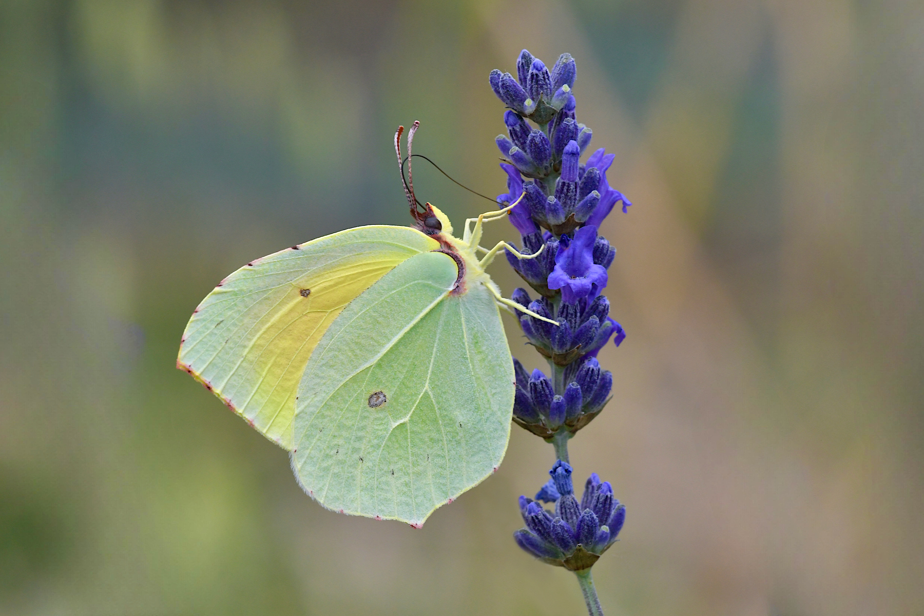 Gonepteryx rhamni