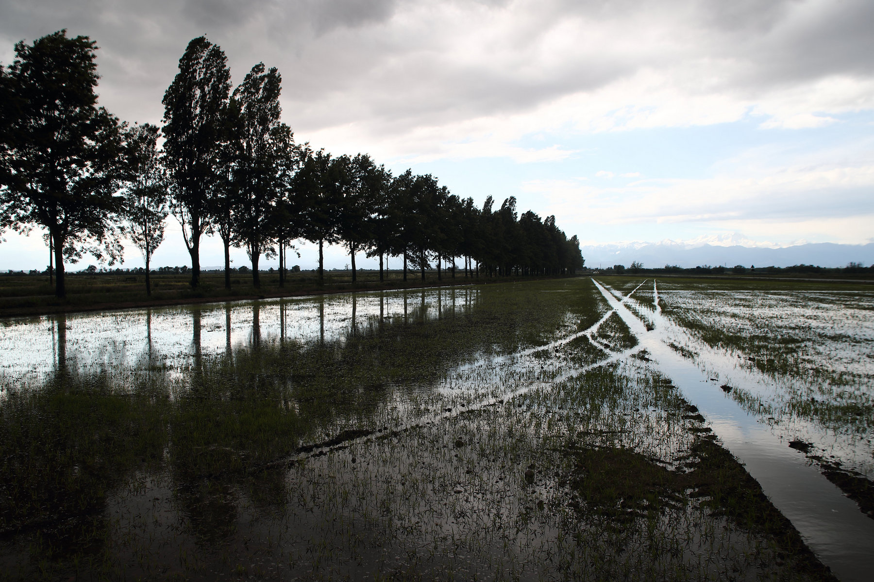temporale in risaia
