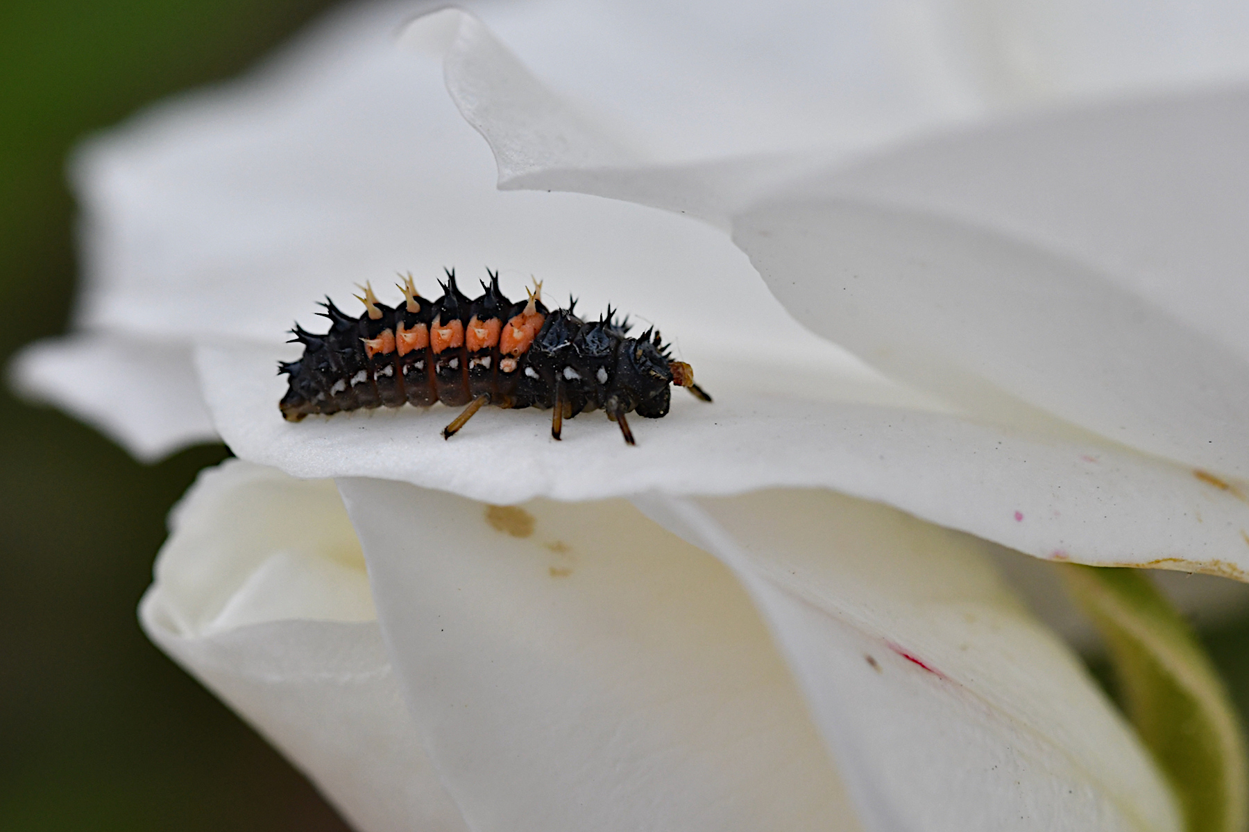 Diventer� una coccinella...