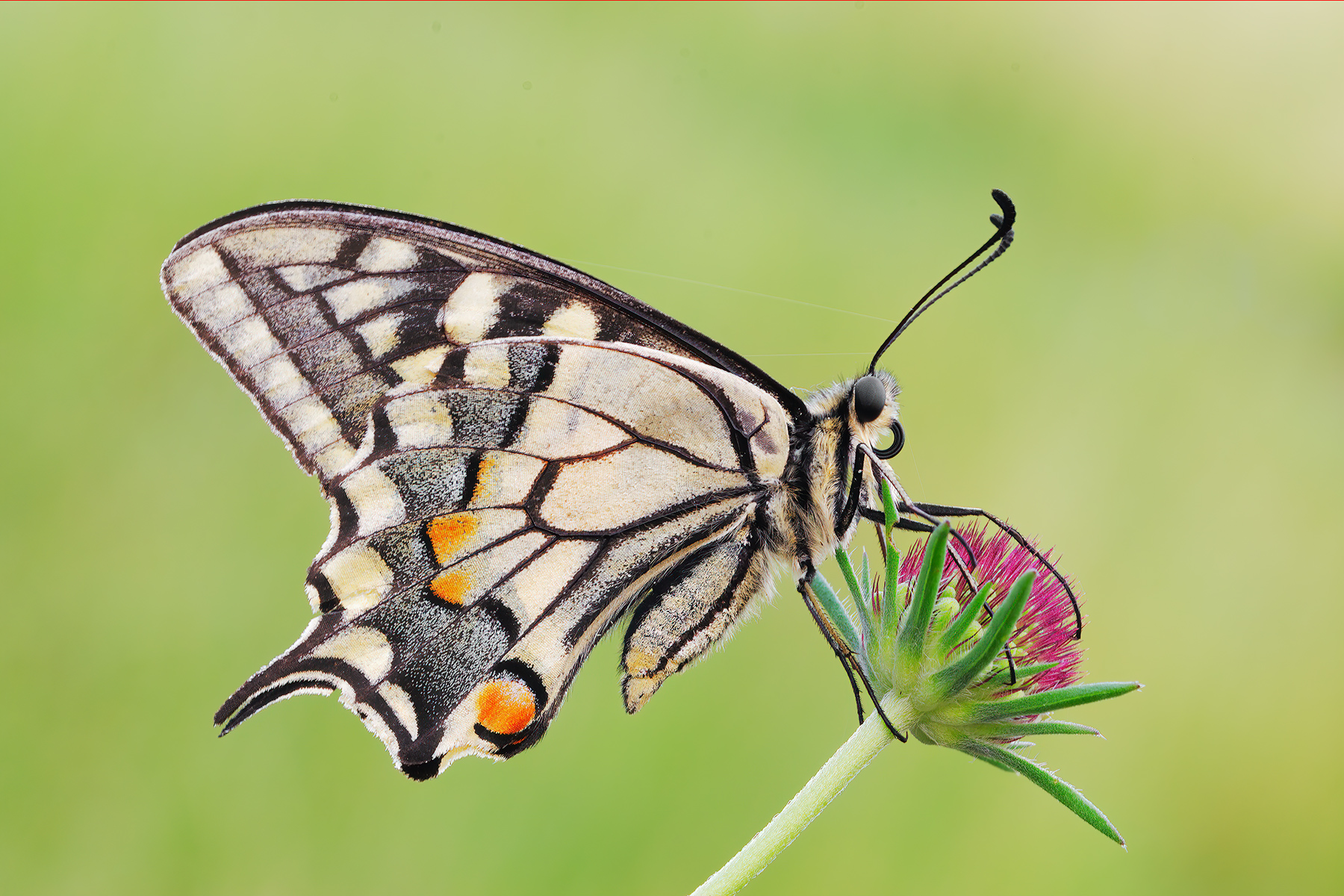 Papilio machaon