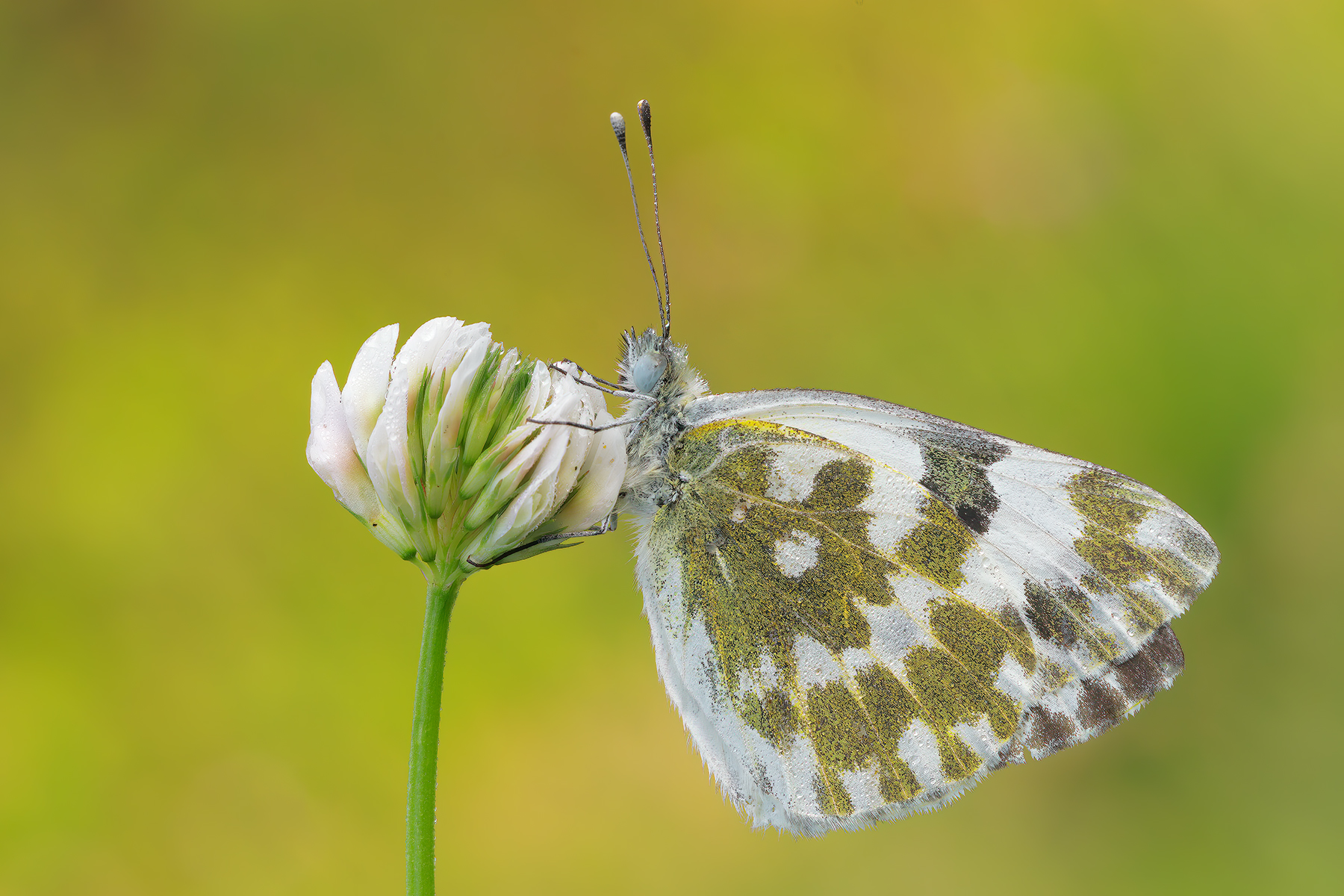 Pontia edusa