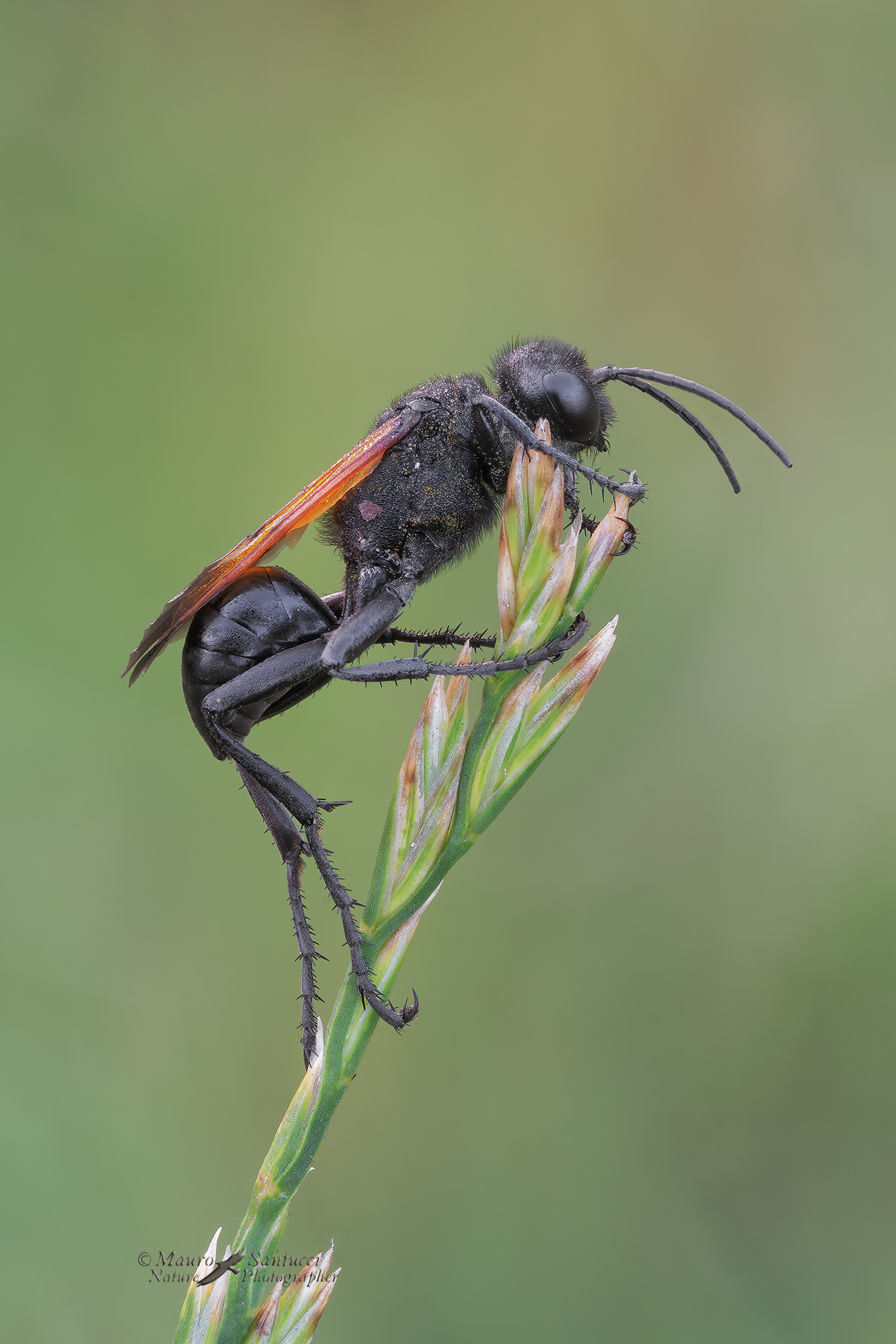 Prionyx-subfuscatus
