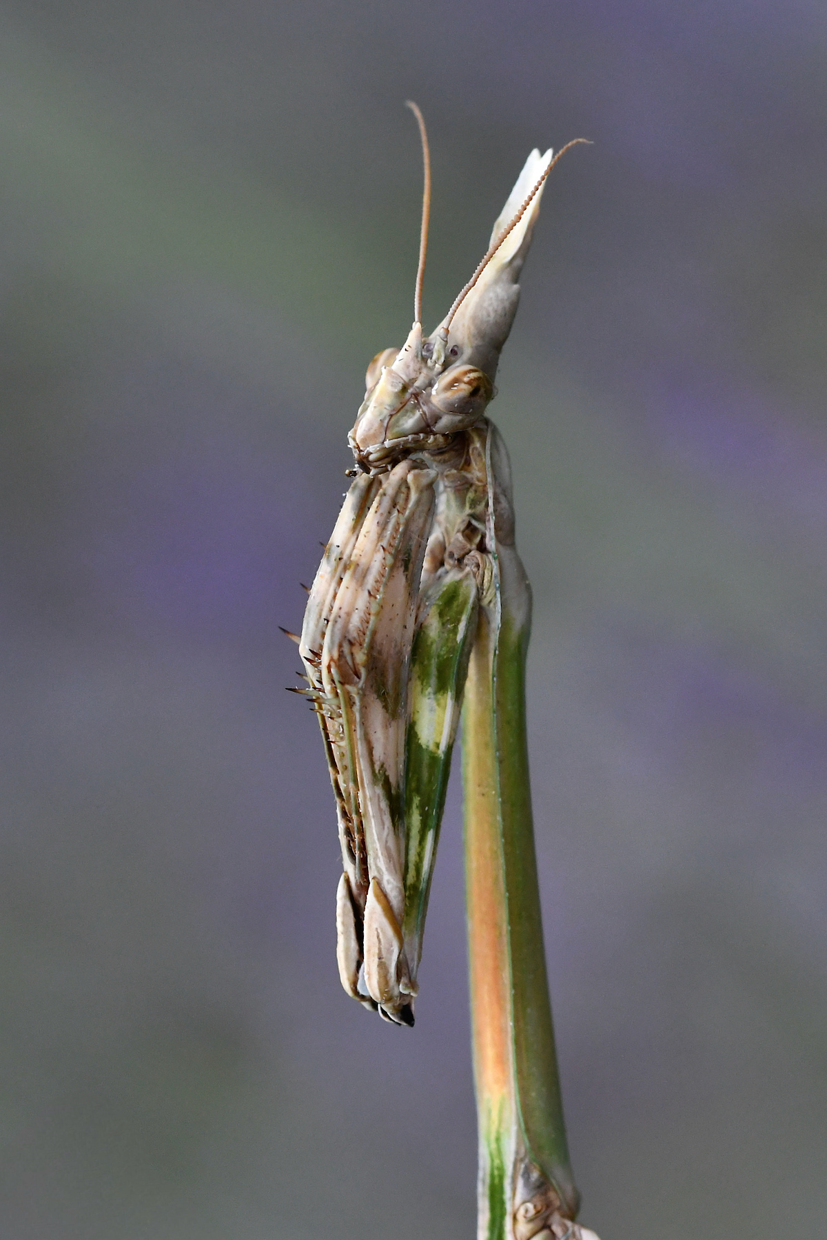 Ritratto di Empusa pennata