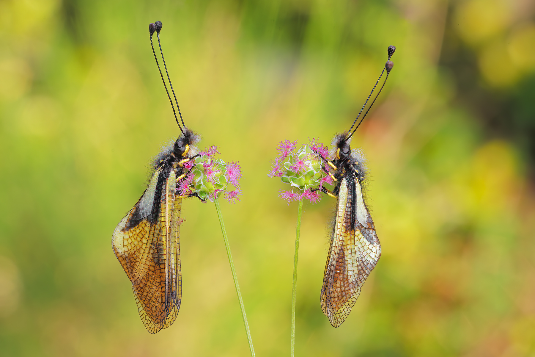 Libelloides coccajus