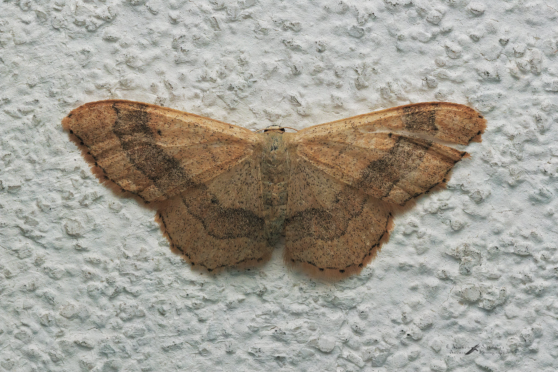 Idaea-aversata_DSC03958