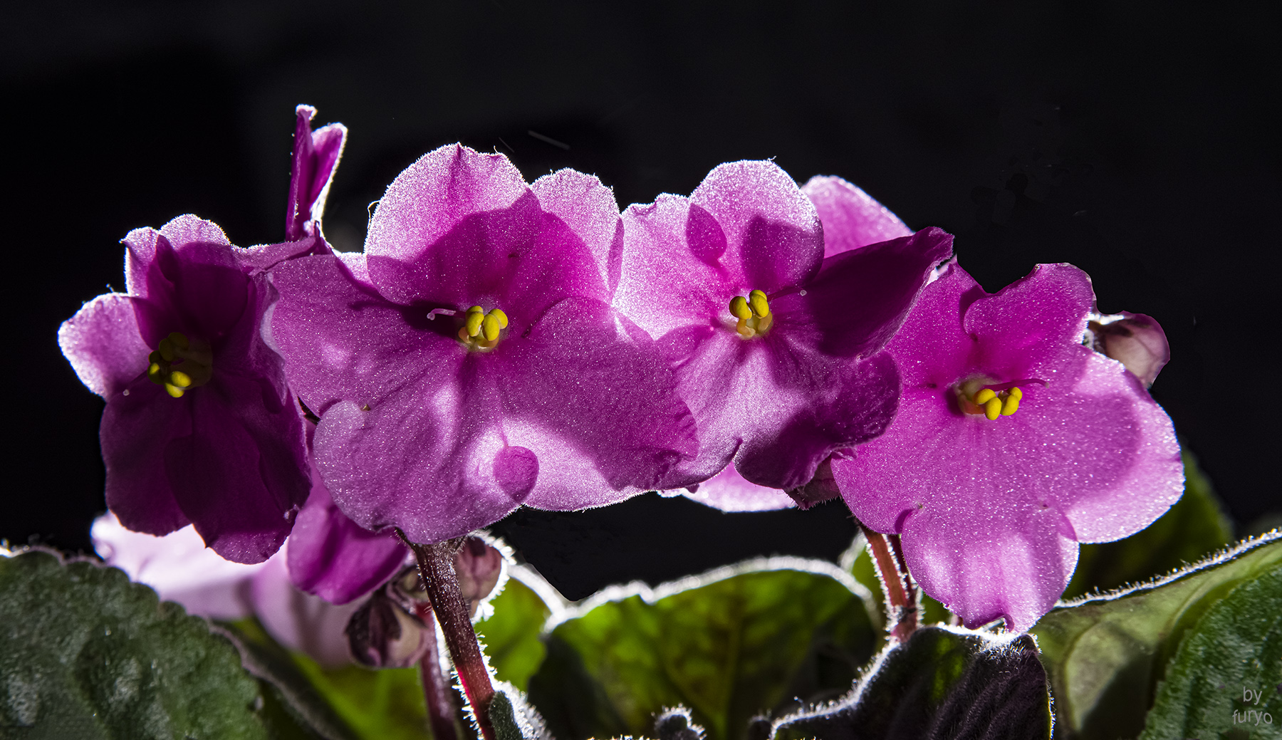 violetta africana