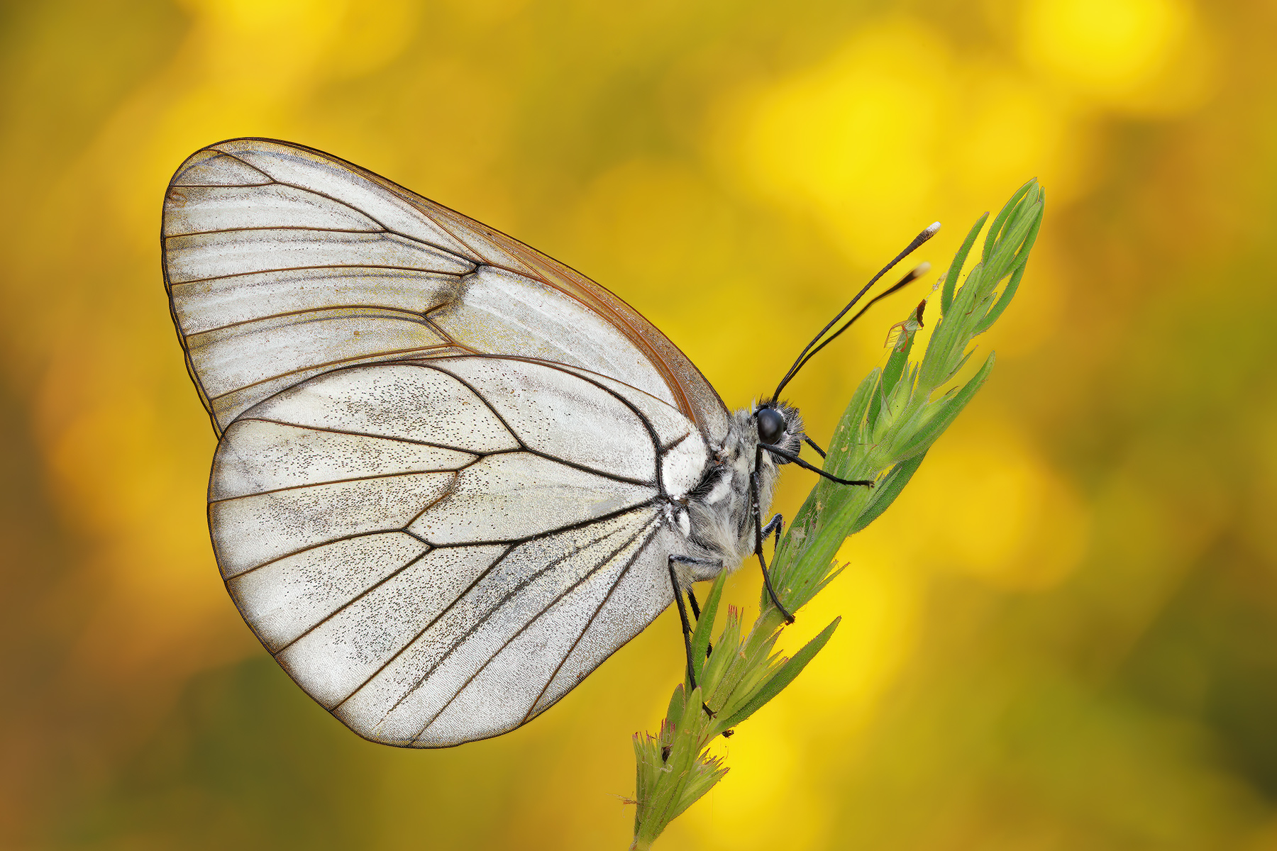 Aporia crataegi