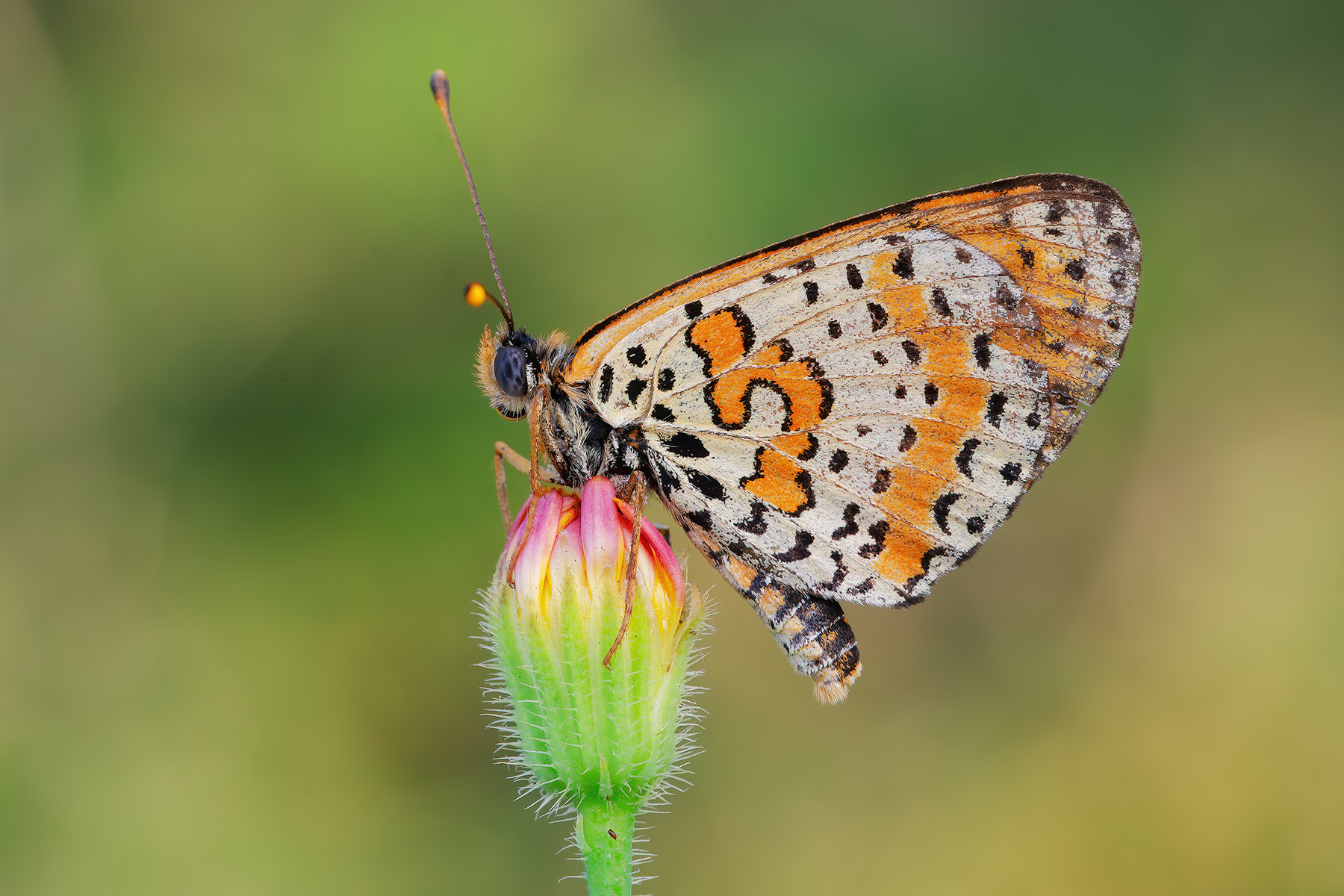 Meliatea didyma