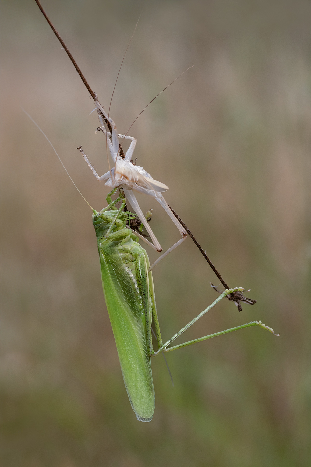 Macro_1_2-Giu2026_7