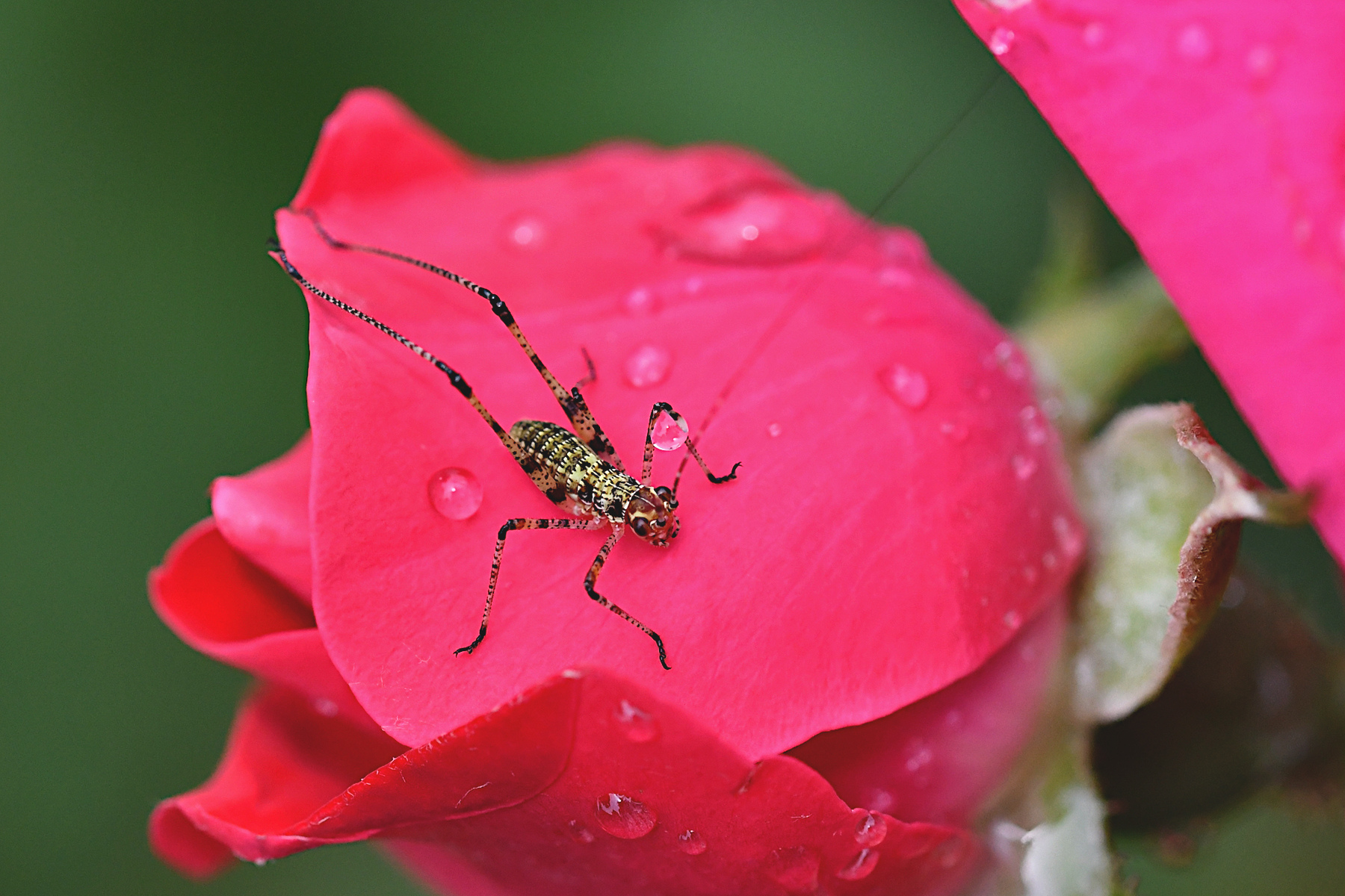 Neanide tra le rose