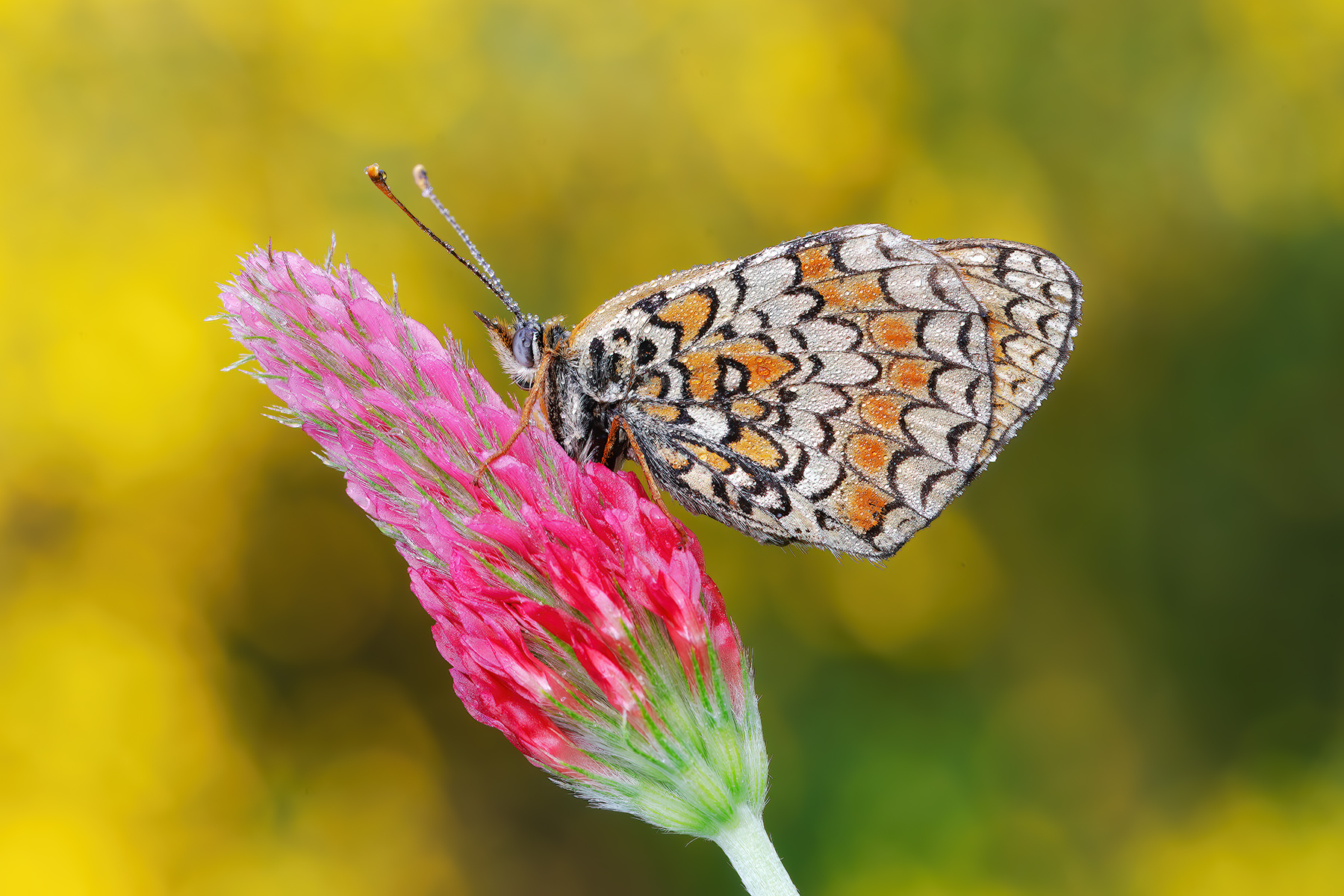 Melitaea phoebe