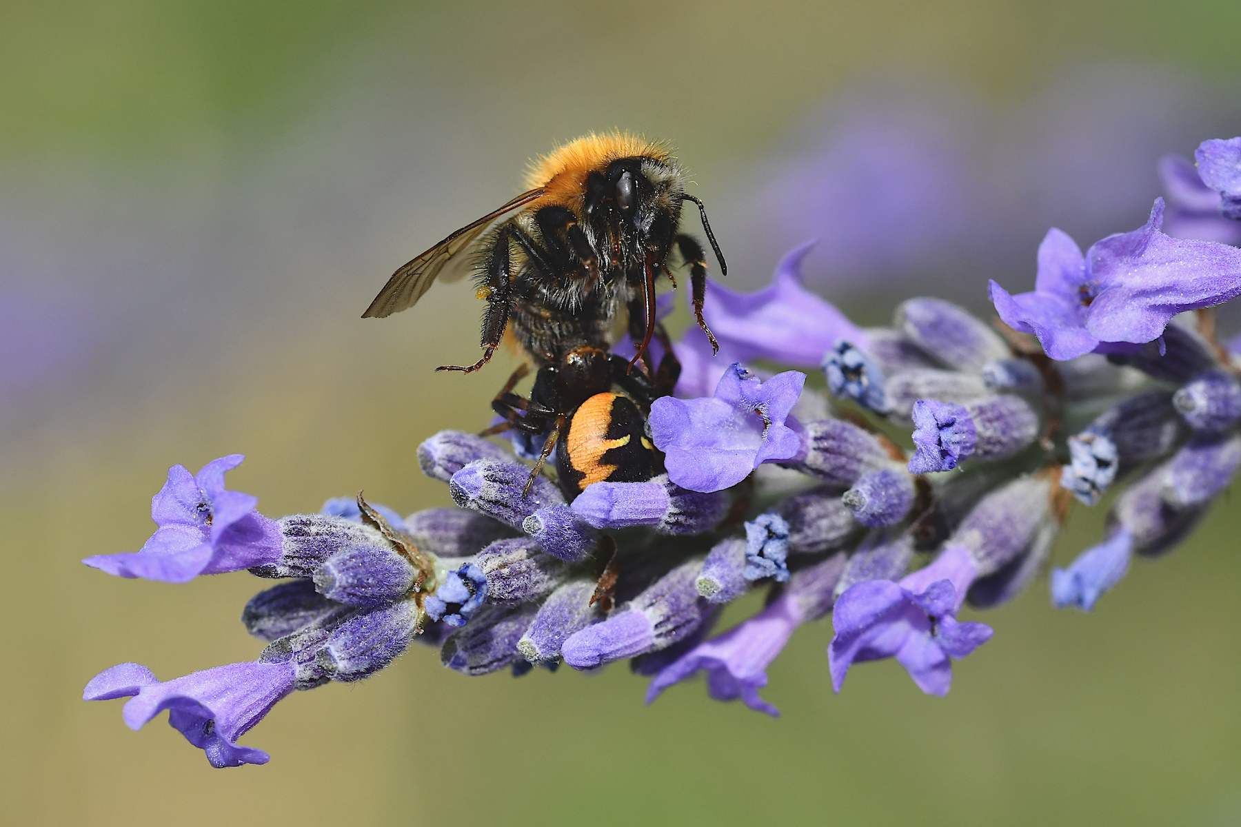 Bombus predato da ragno Napoleone
