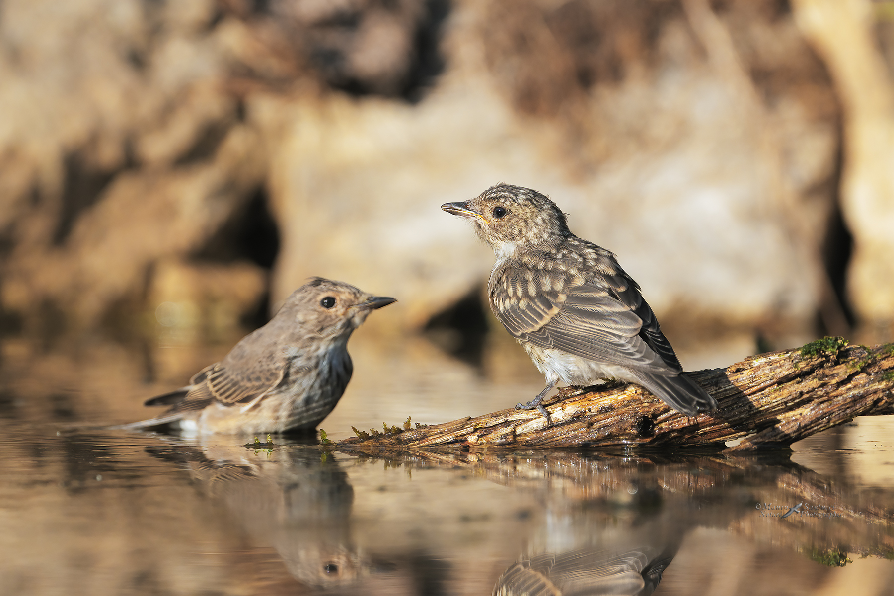 Pigliamosche_tono-su-tono_DSC01734