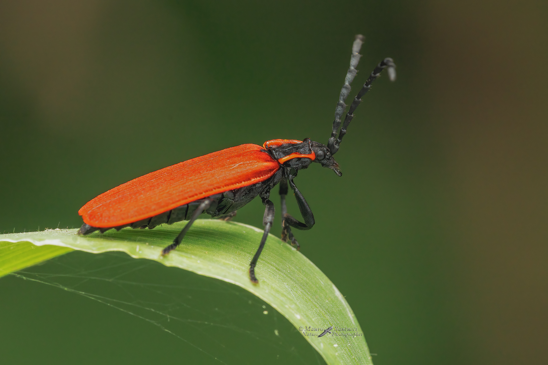 Dictyoptera-aurora_DSC04284_