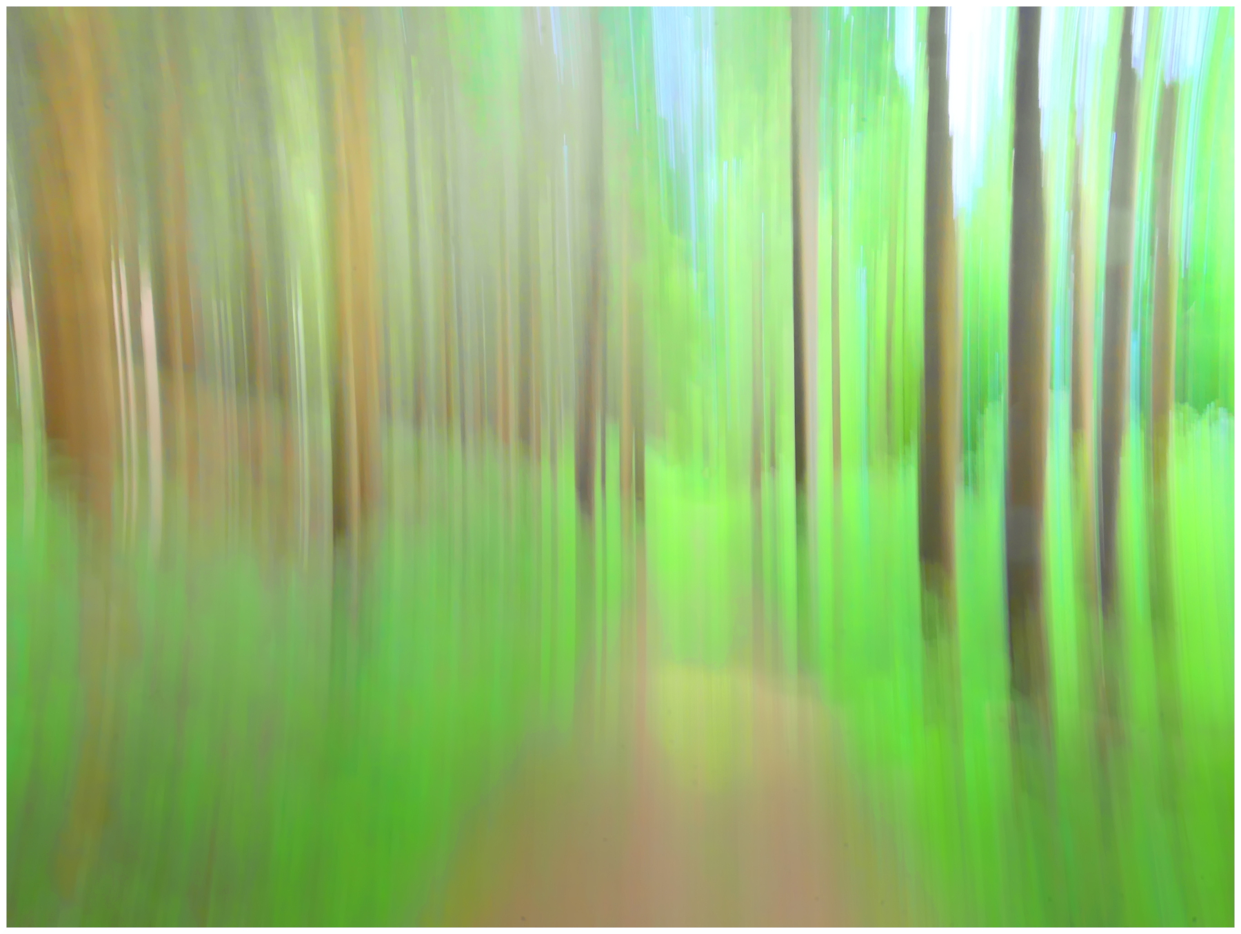i colori del bosco d'estate