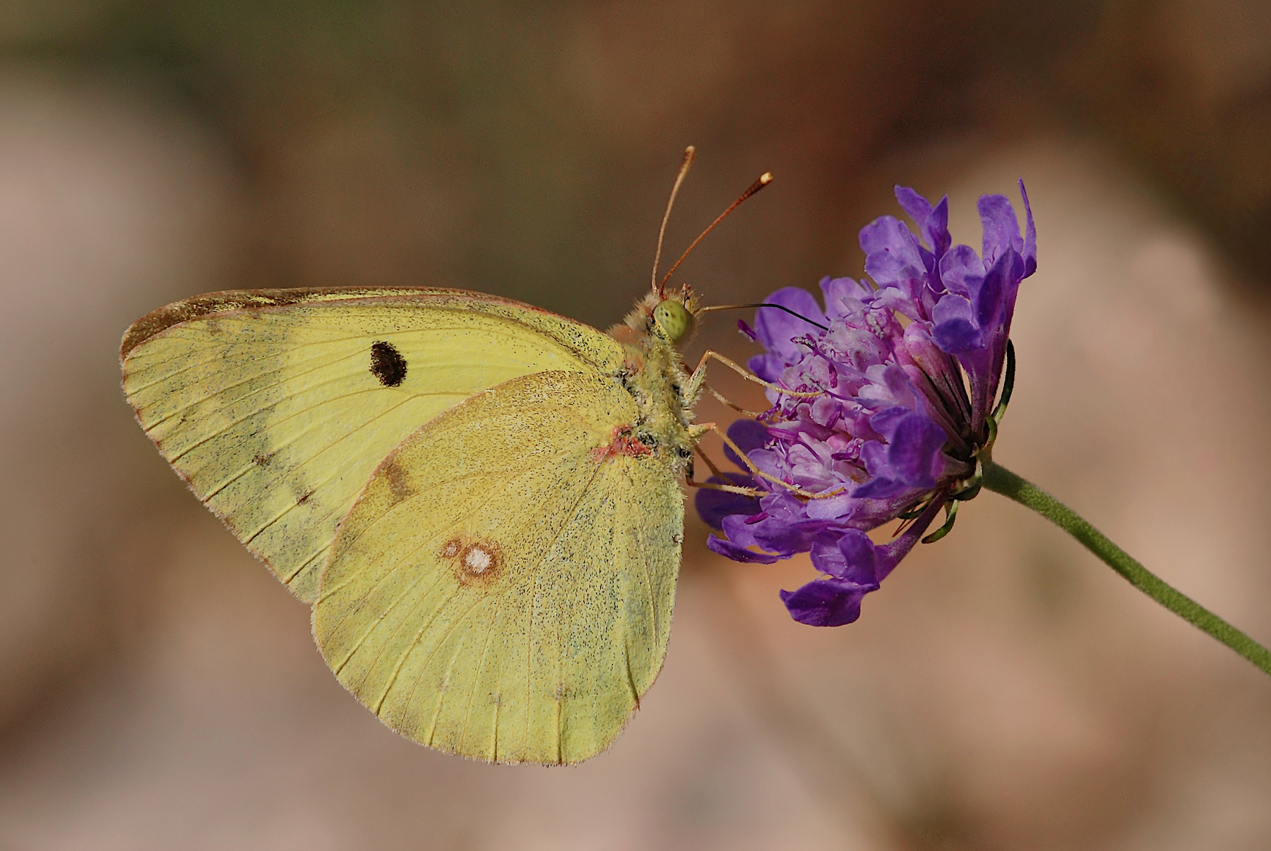 Colias alfacariensis