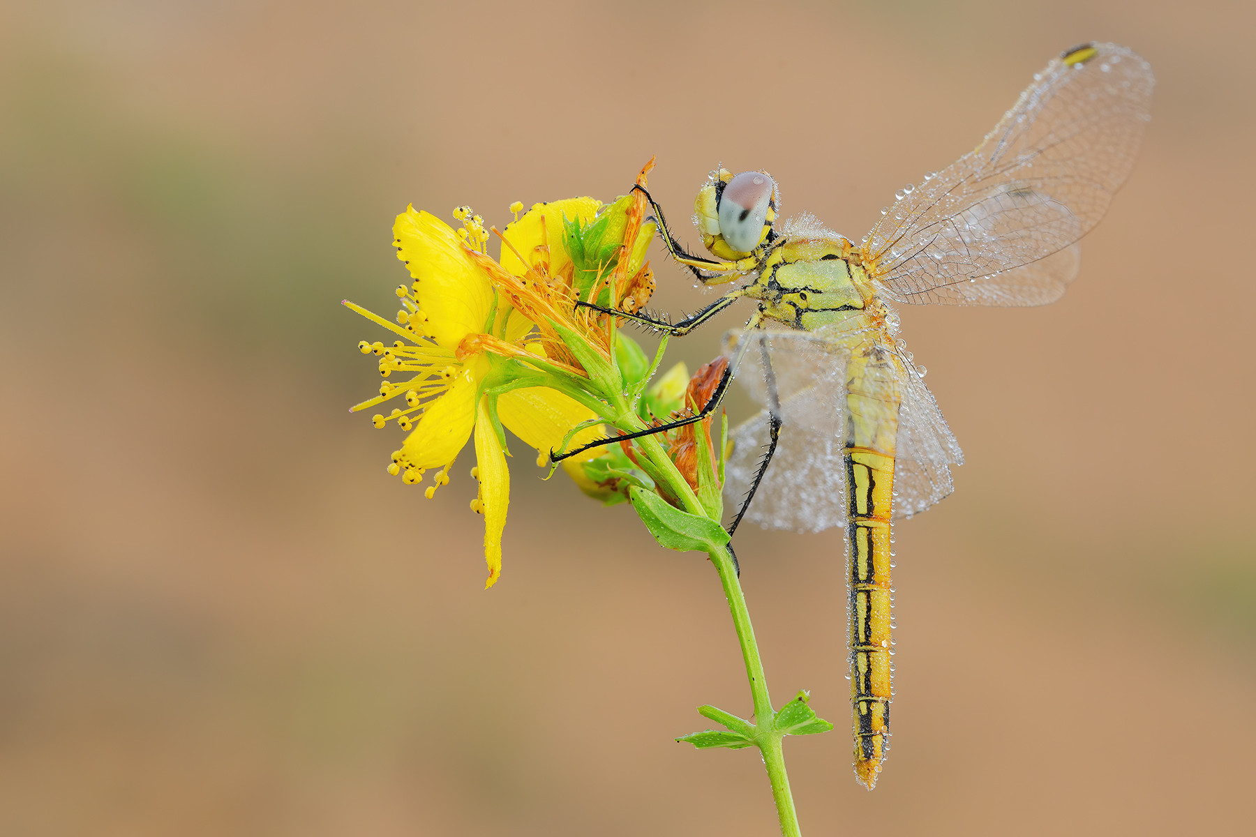 Sympetrum fonscolombii