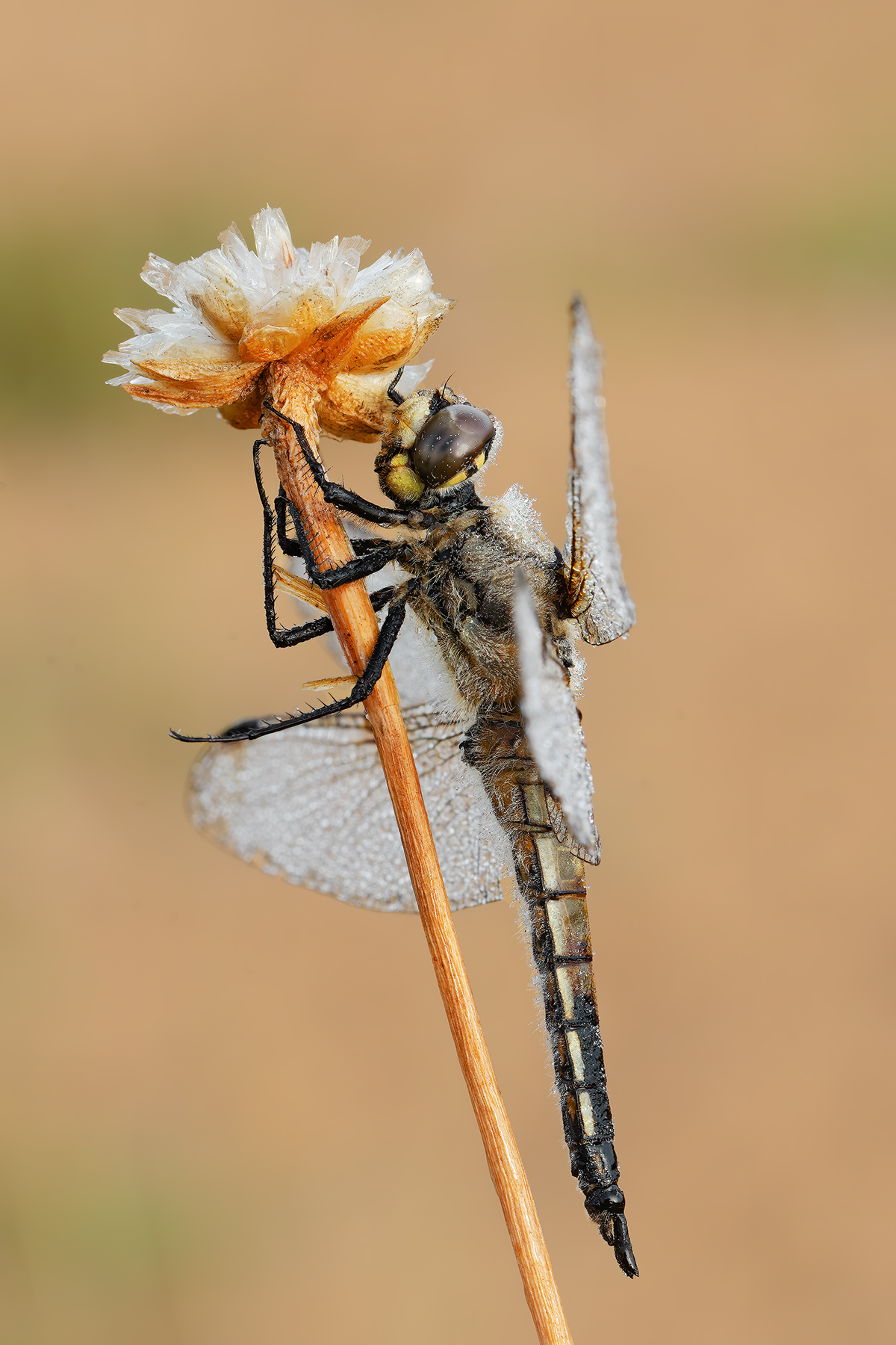 Libellula quadrimaculata