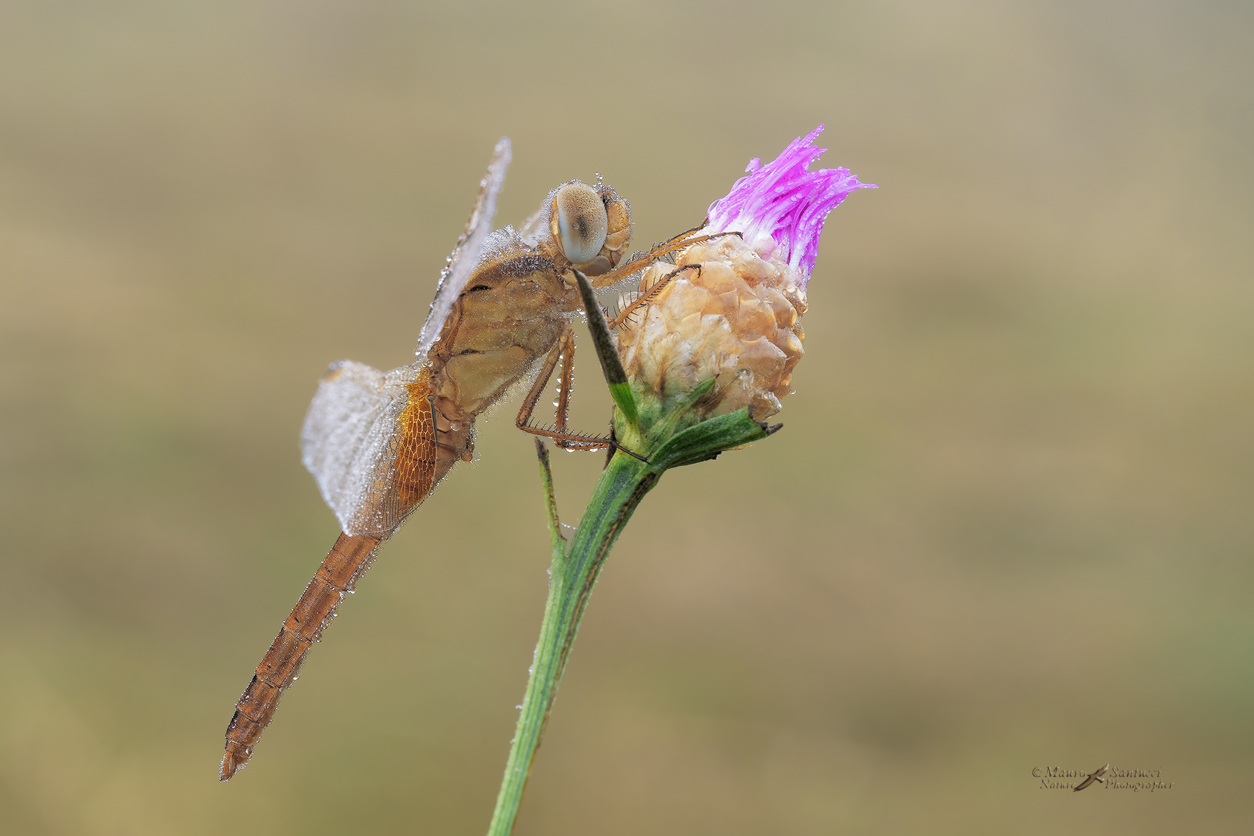Crocothemis-erythraea_DSC07030_