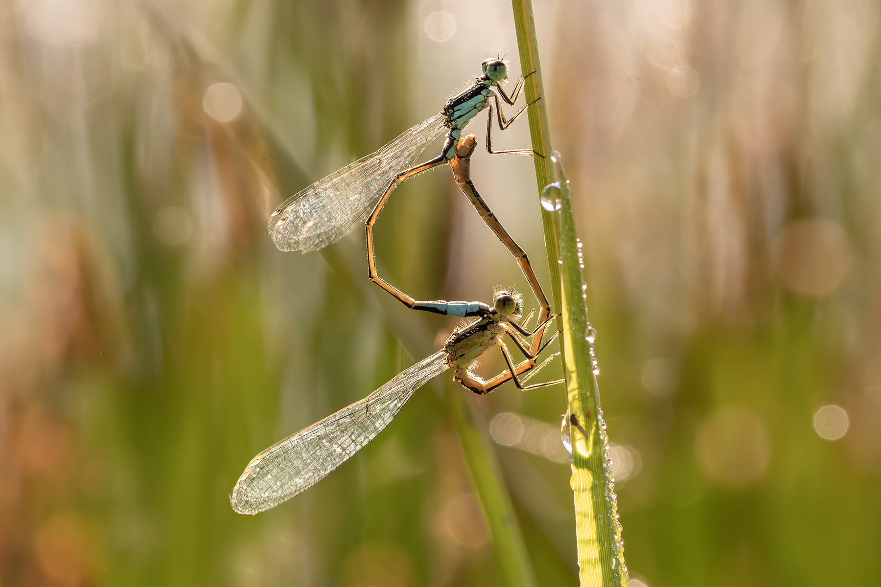 Macro_Rascino_RI_Lug26_8
