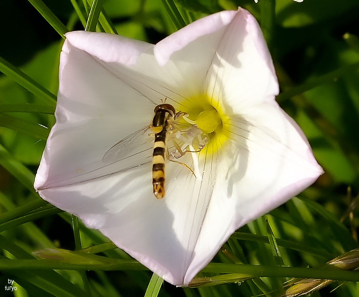 impollinatrice