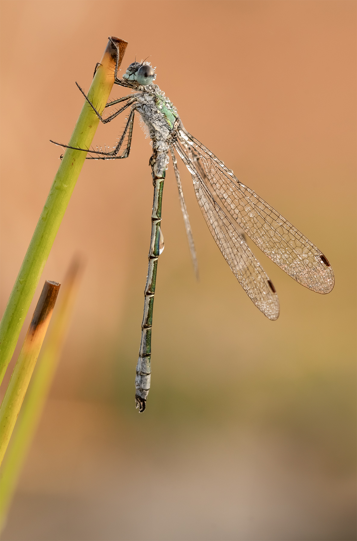 Macro_Rascino_RI_Lug26_7