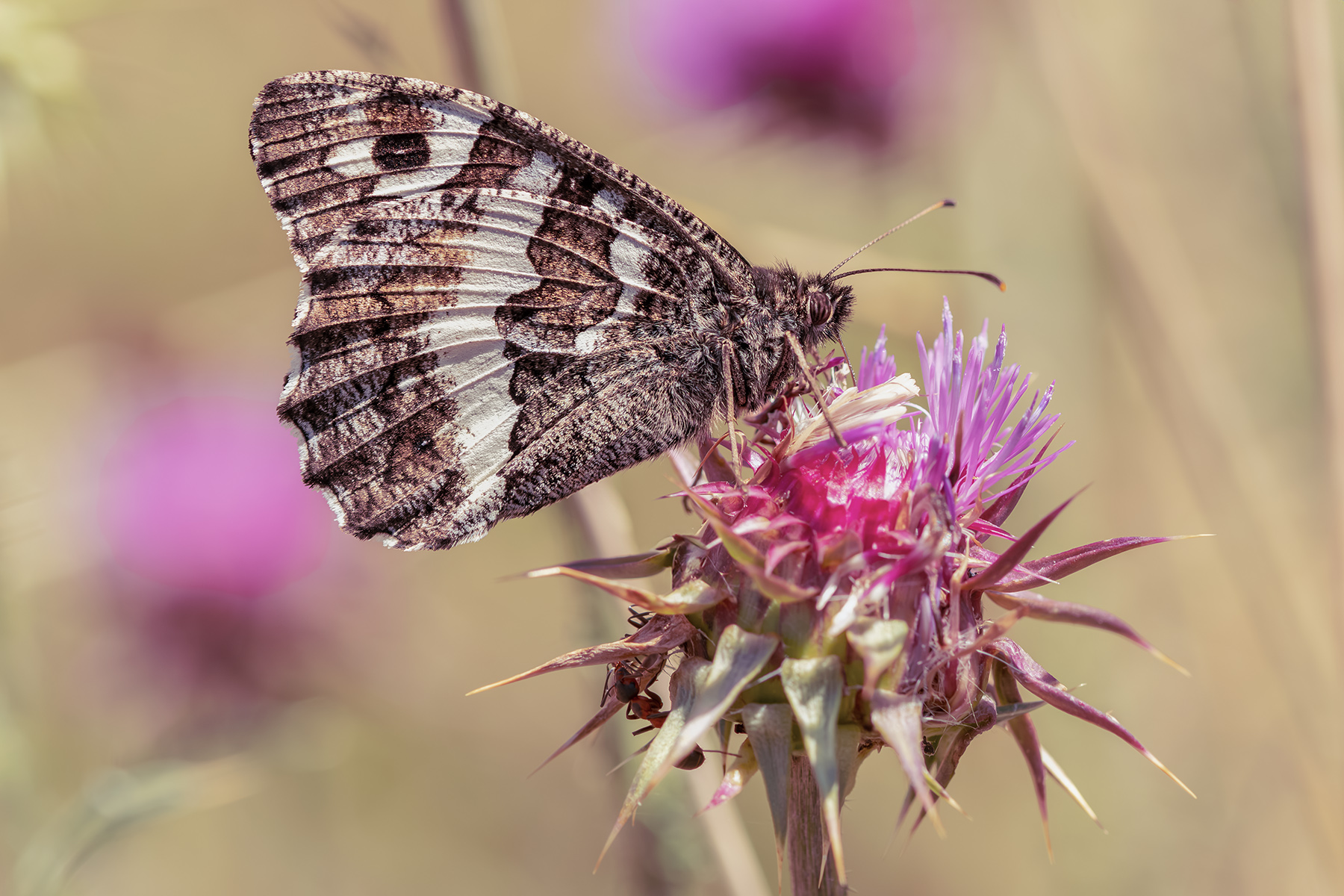 Macro_Rascino_RI_Lug26_a