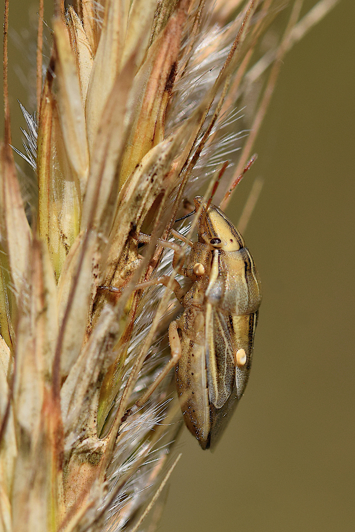 Aelia acuminata2