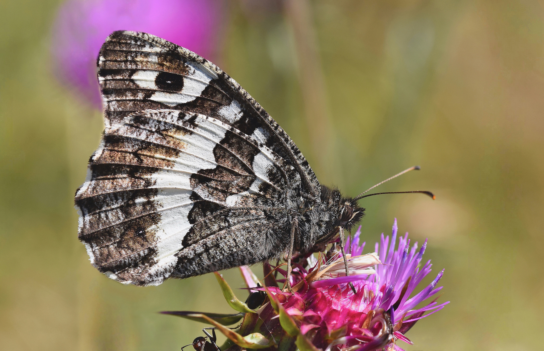 Brintesia circe