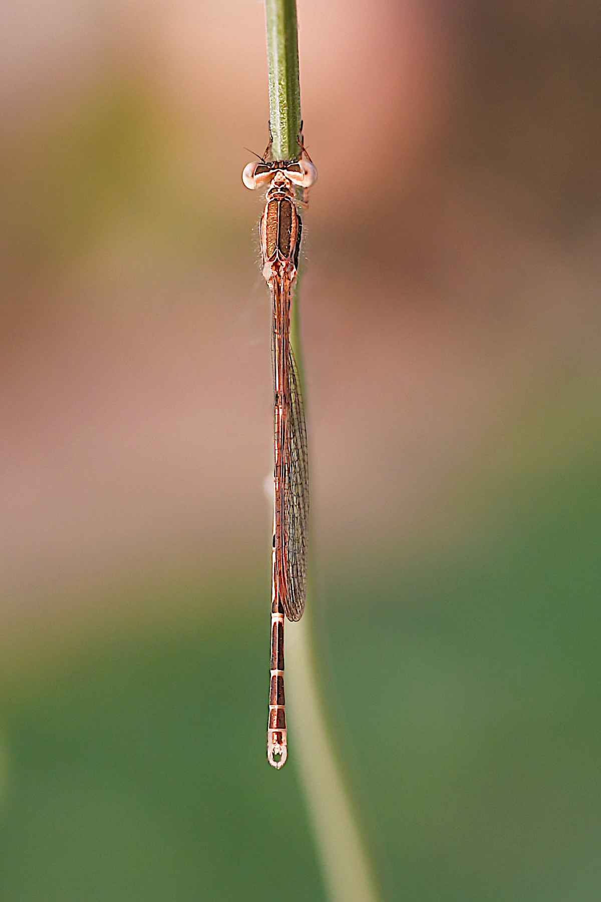 Verticalizzazioni (Sympecma fusca)