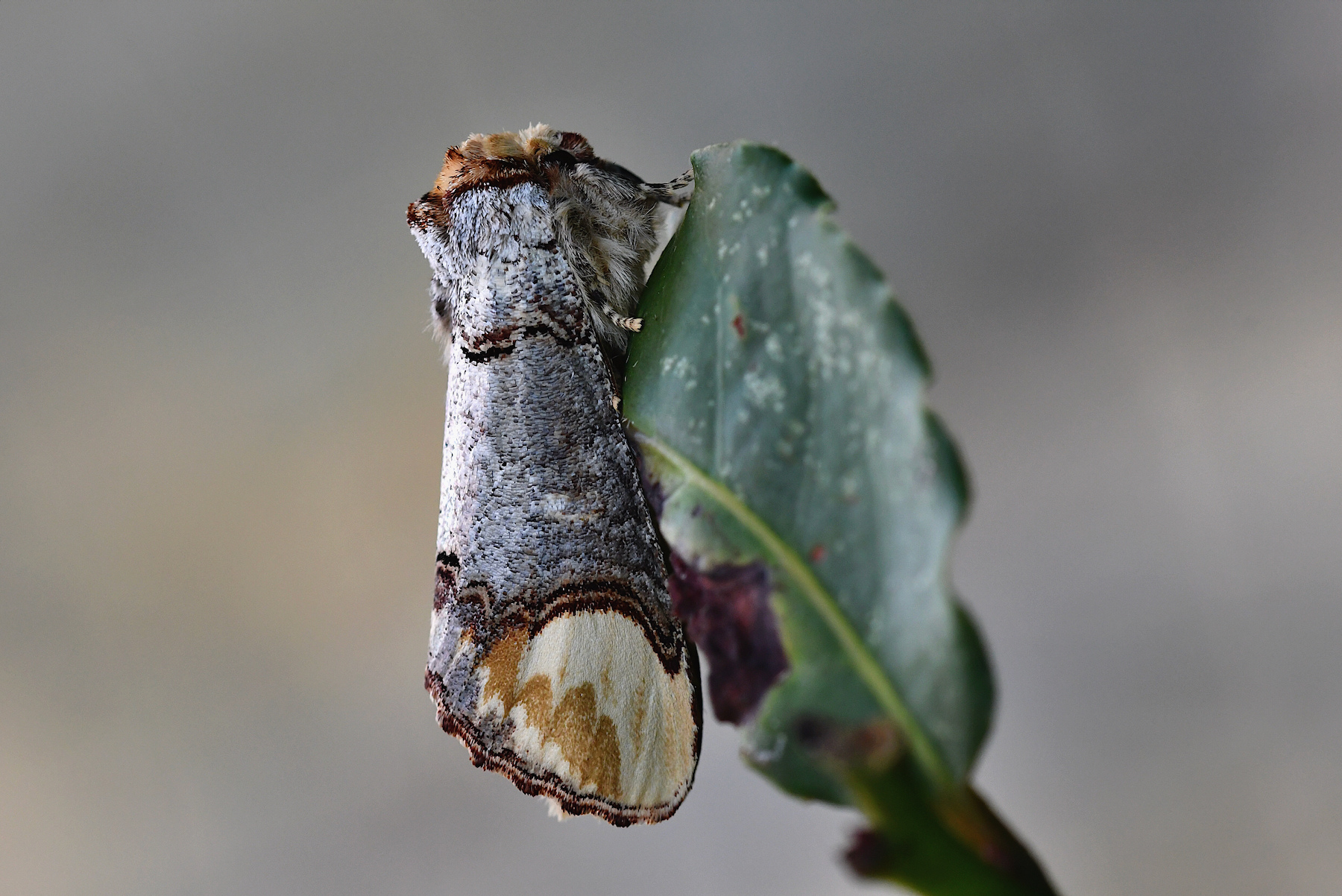 Phalera bucephala