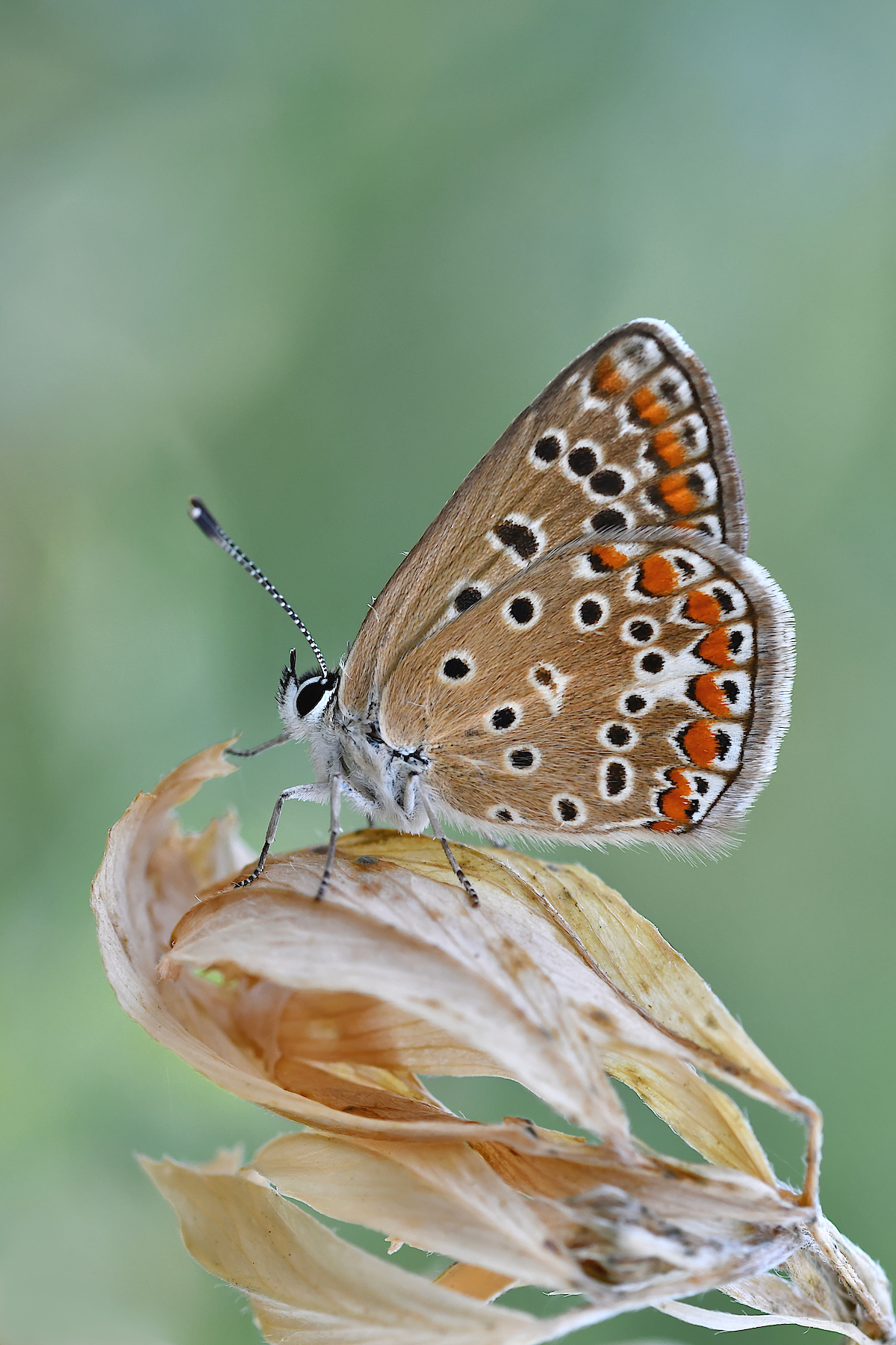 Polyommatus