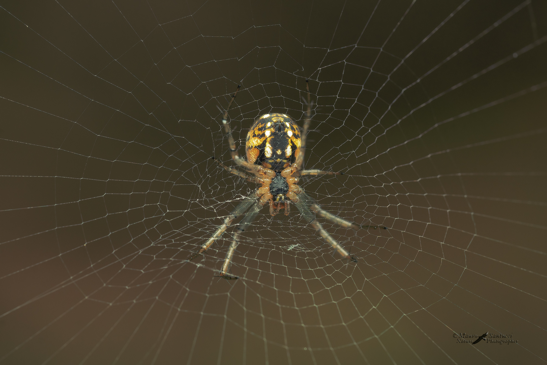 Araneus-diadematus_DSC04264_