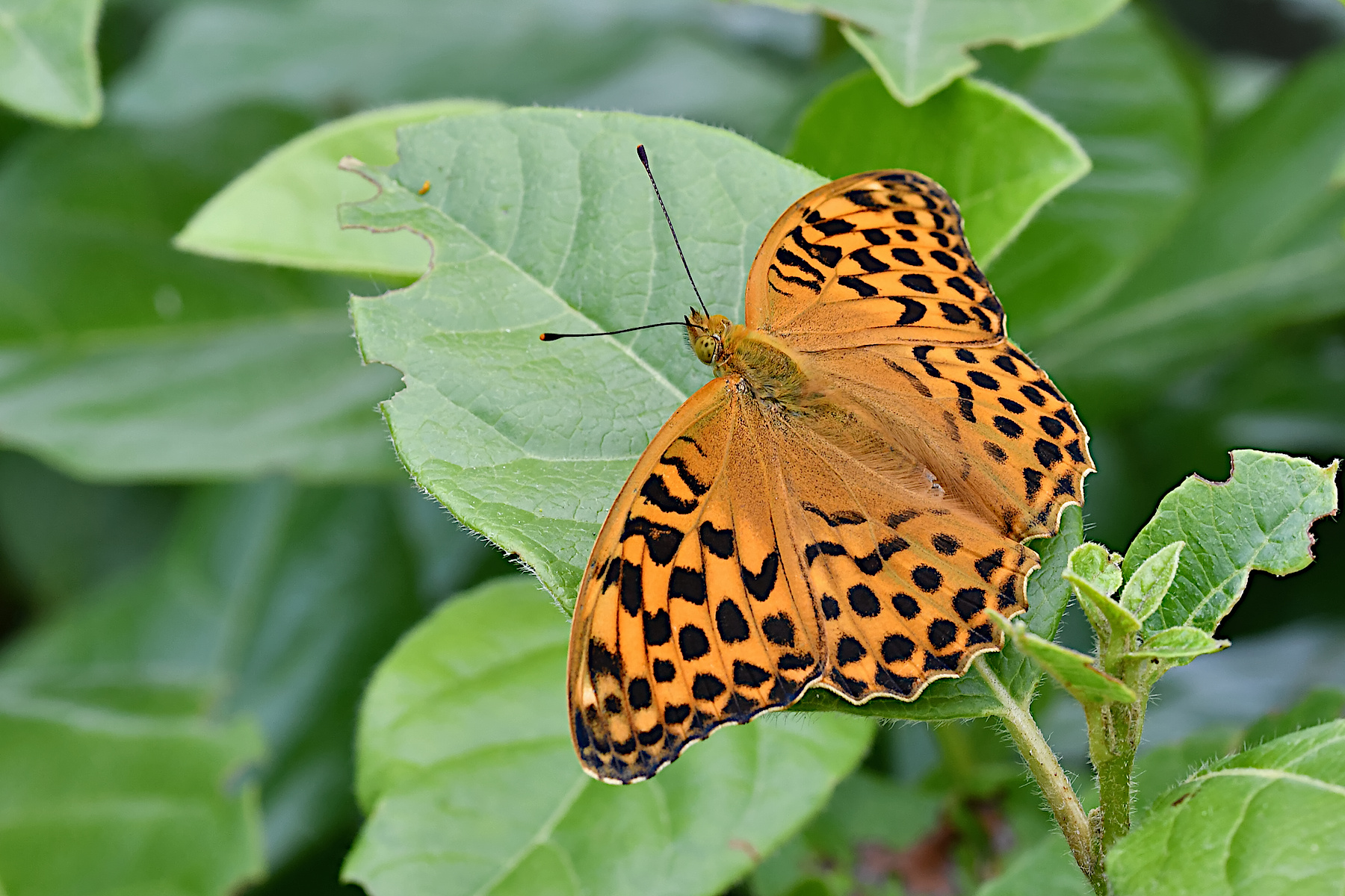 Argynnis paphia